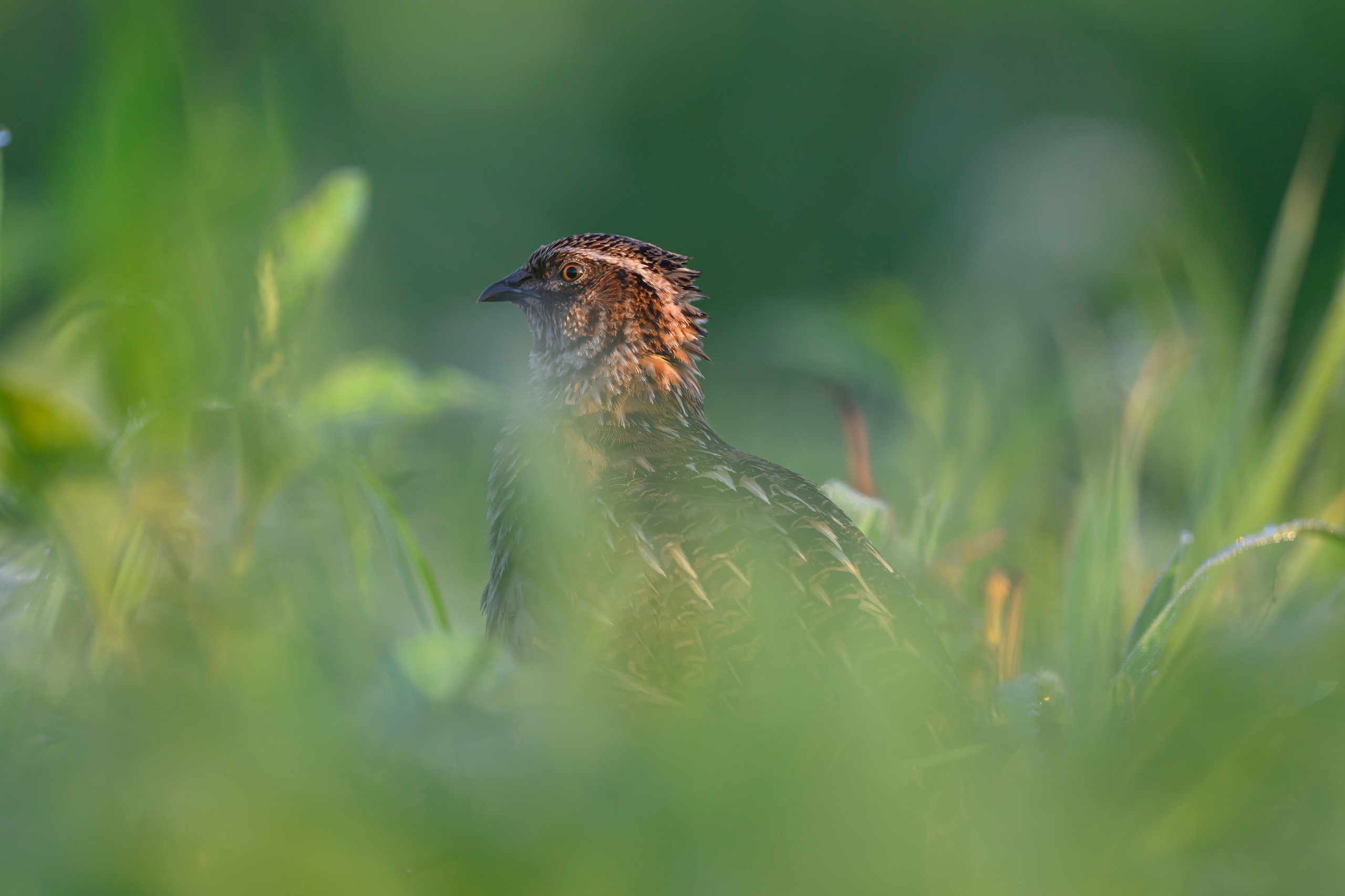 Перепела часть V. Wildlife photography by Sergey Puponin