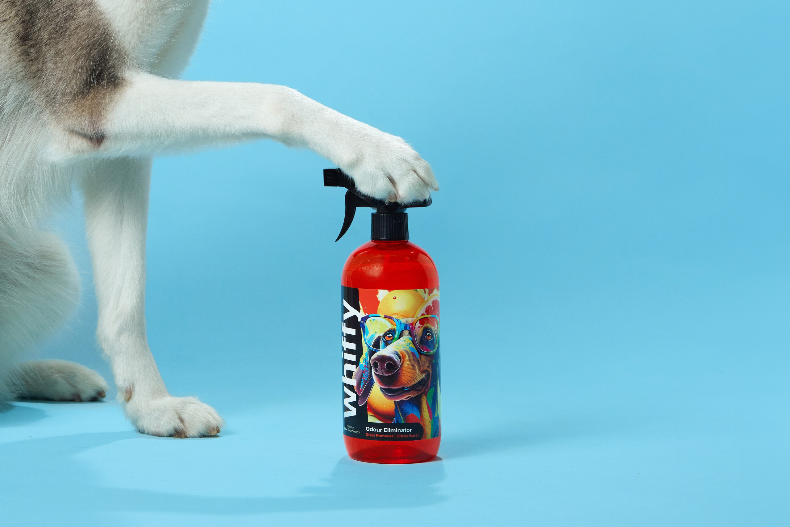 Advertising shooting with animals. Pets in advertising. Dog photographer Averianova Anna — Art photography of dogs