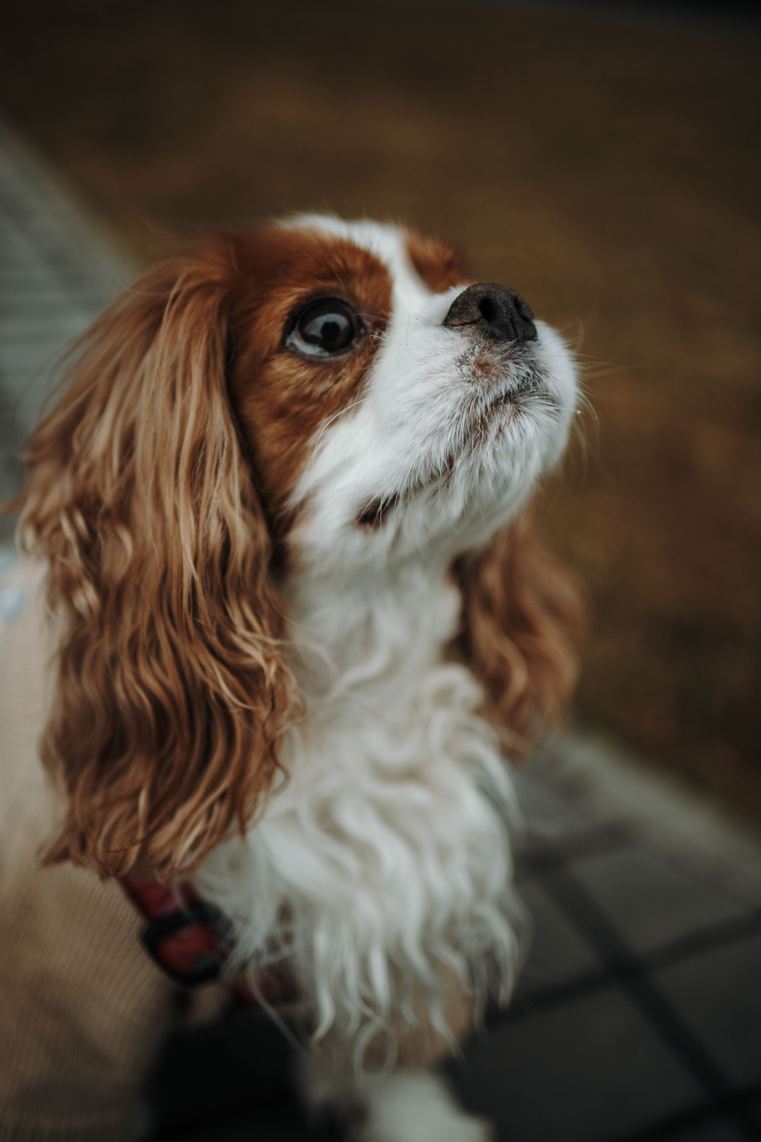 Любовь и Альтаир