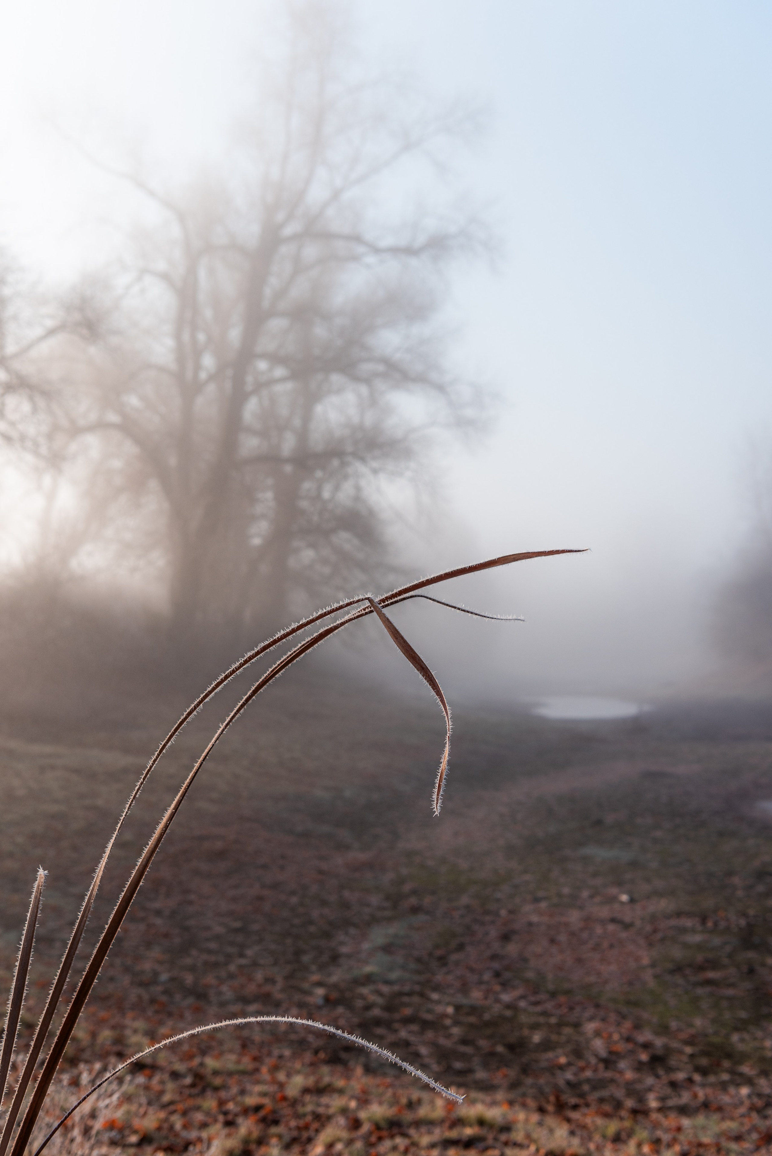 Фотографии утреннего тумана под Волжским. Фотограф в Волгограде и Волжском Александр Горбань
