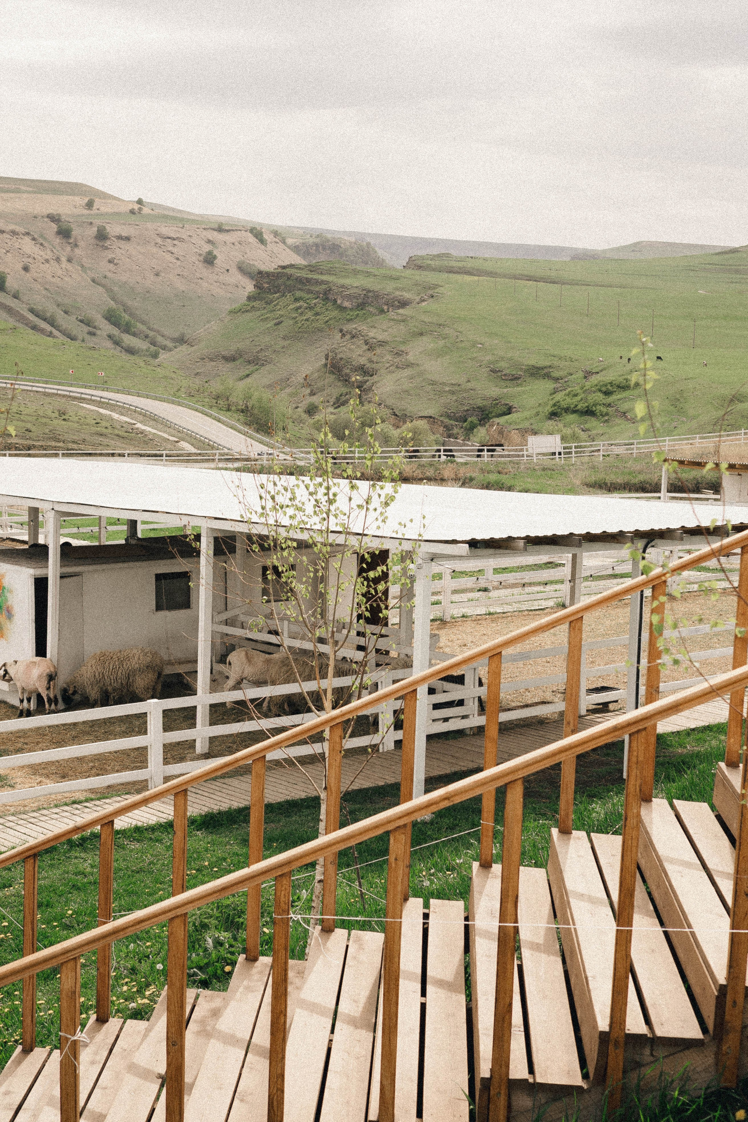 Ферма Альпак. Профессиональный фотограф, Санкт-Петербург — Виктория Богомолова