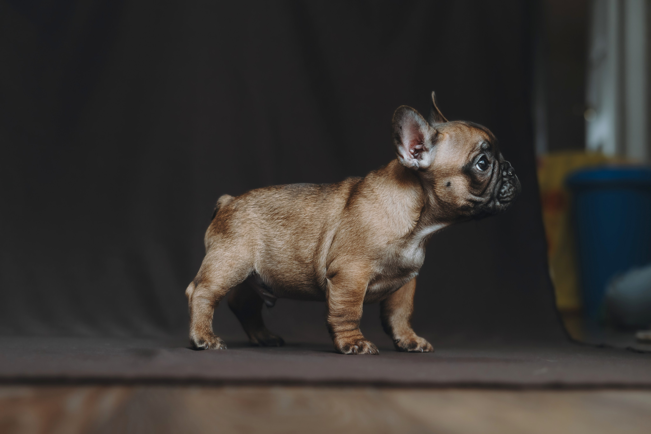 Щеночки. Фотограф — анималист Владивосток, Алина