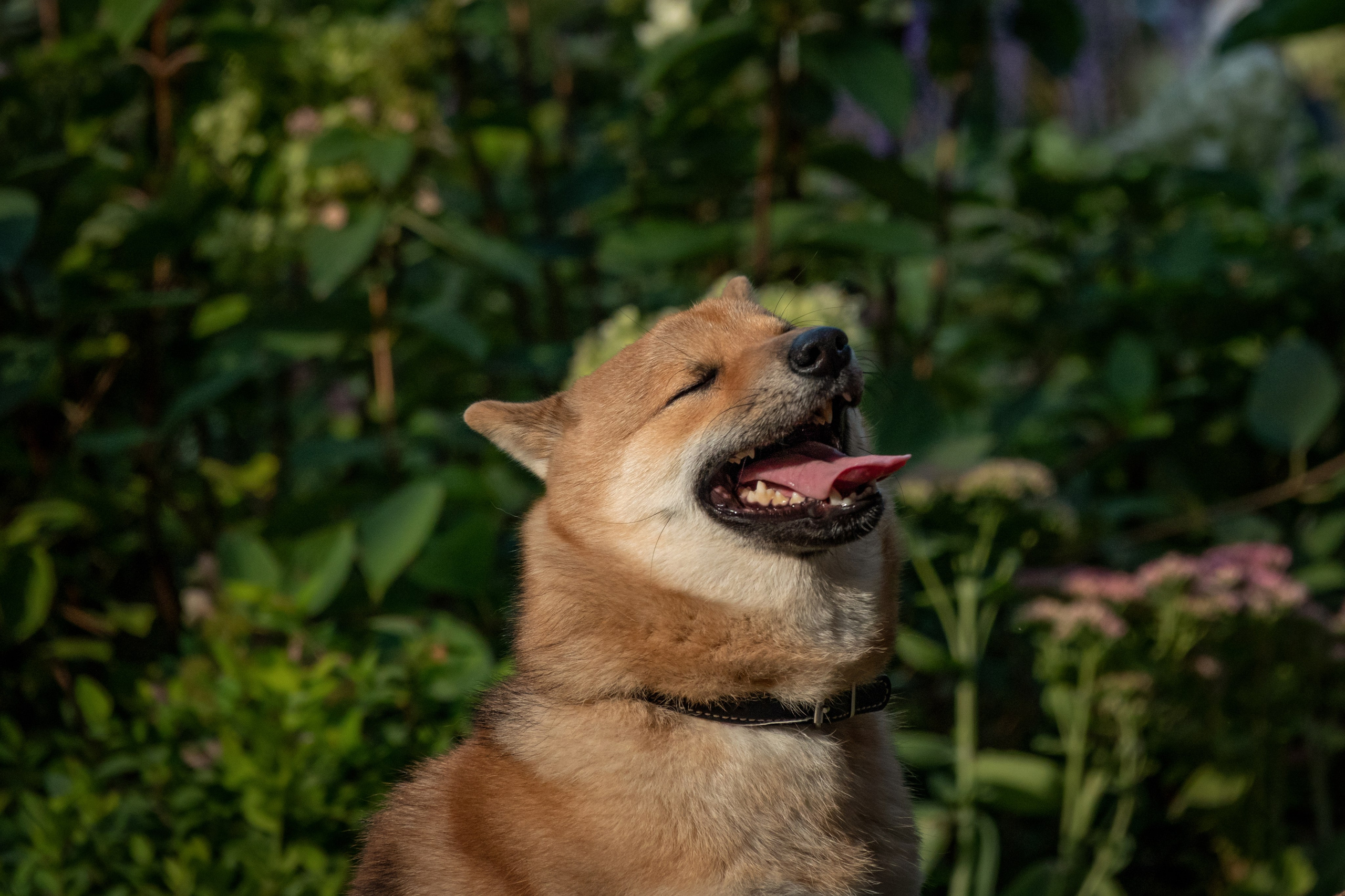 Petshop Days 2024. Фотограф-анималист в Москве Юлия Лайхо