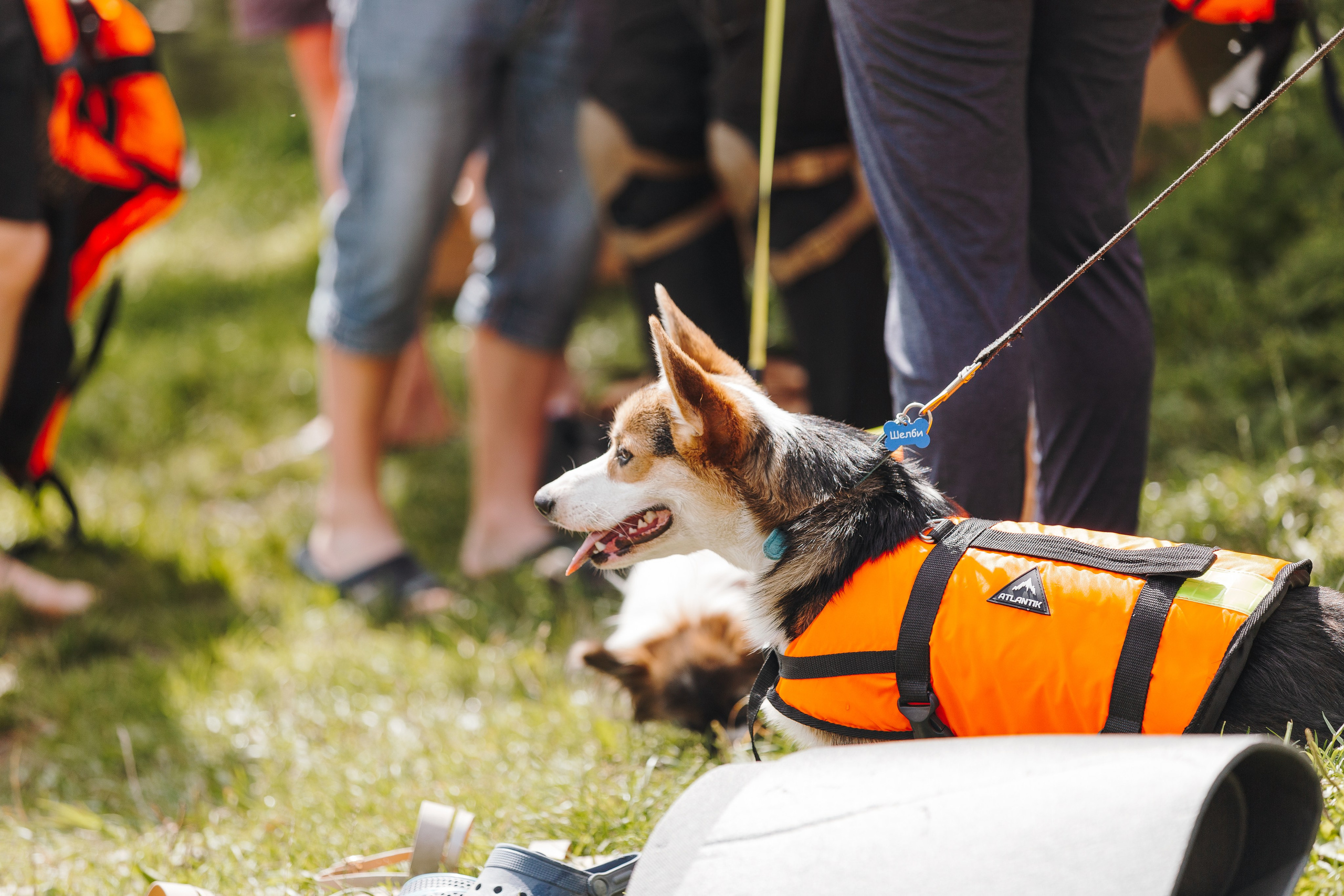 Petshop Sup day. Фотограф анималист Кристина Карпова, Москва