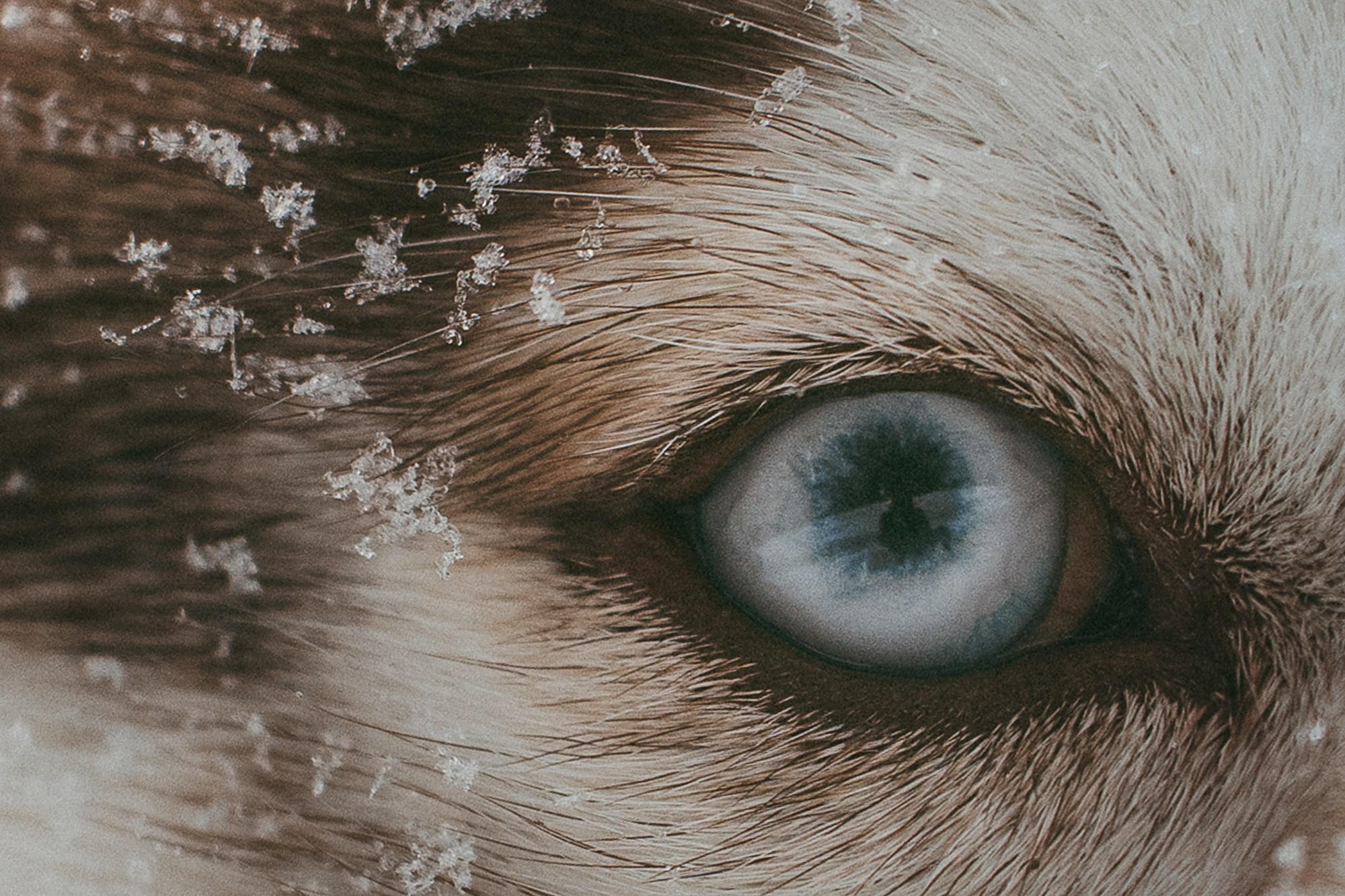 Полина, Уго и Пышка. Фотограф анималист в Москве и Санкт-Петербурге Свиридова Анна