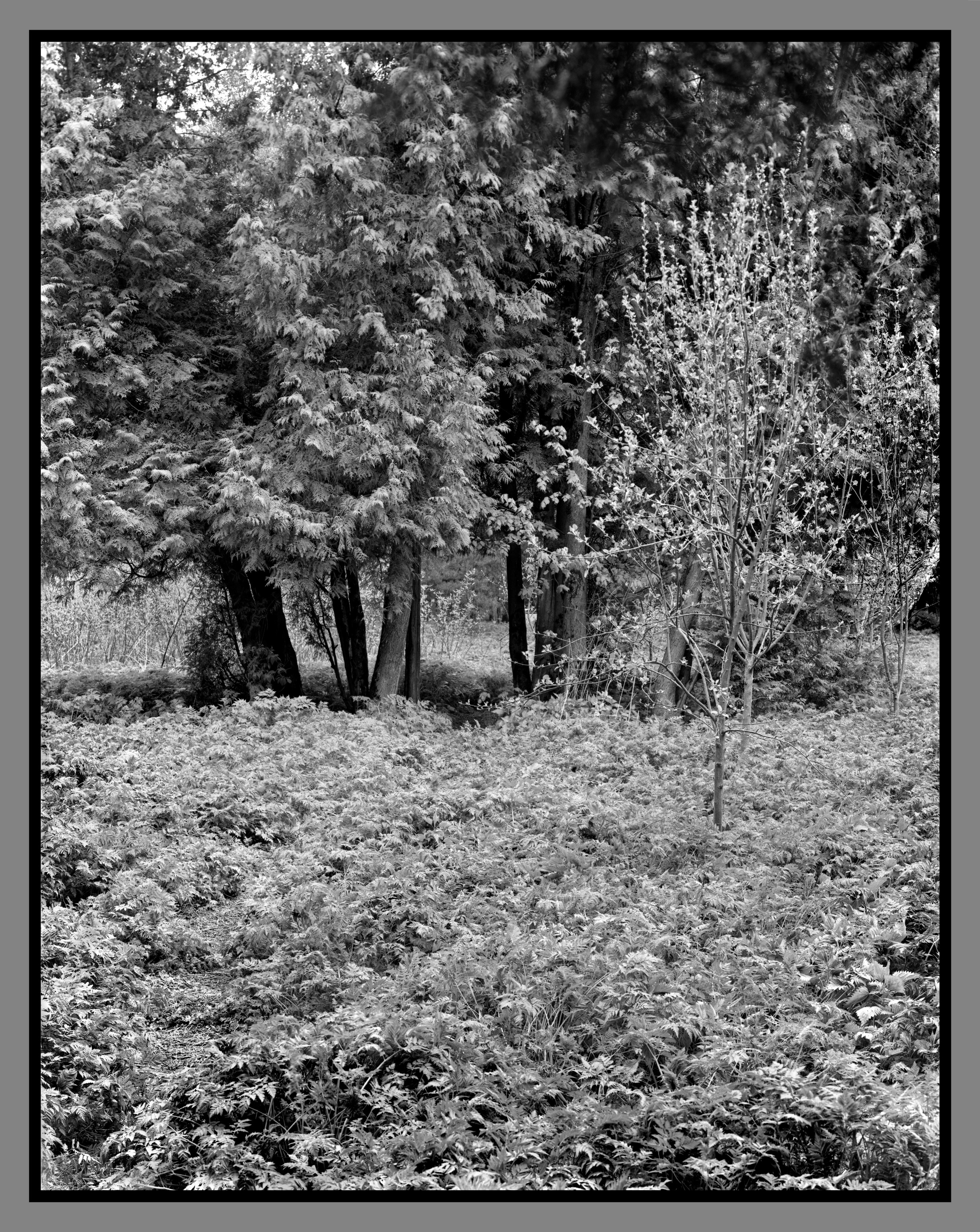 Author’s photo works in the ambrotype technique! Analog photography. Sergey Kondriuk art-photographer | artist