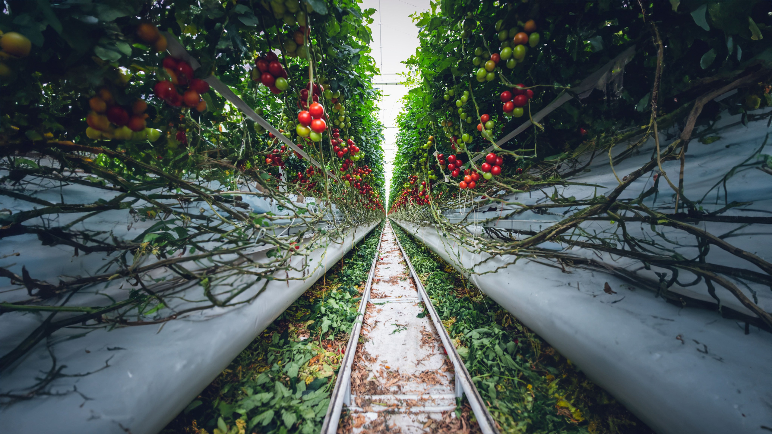 БИОЭНЕРГИЯ — Производство субстрата для теплиц, маты для выращивания