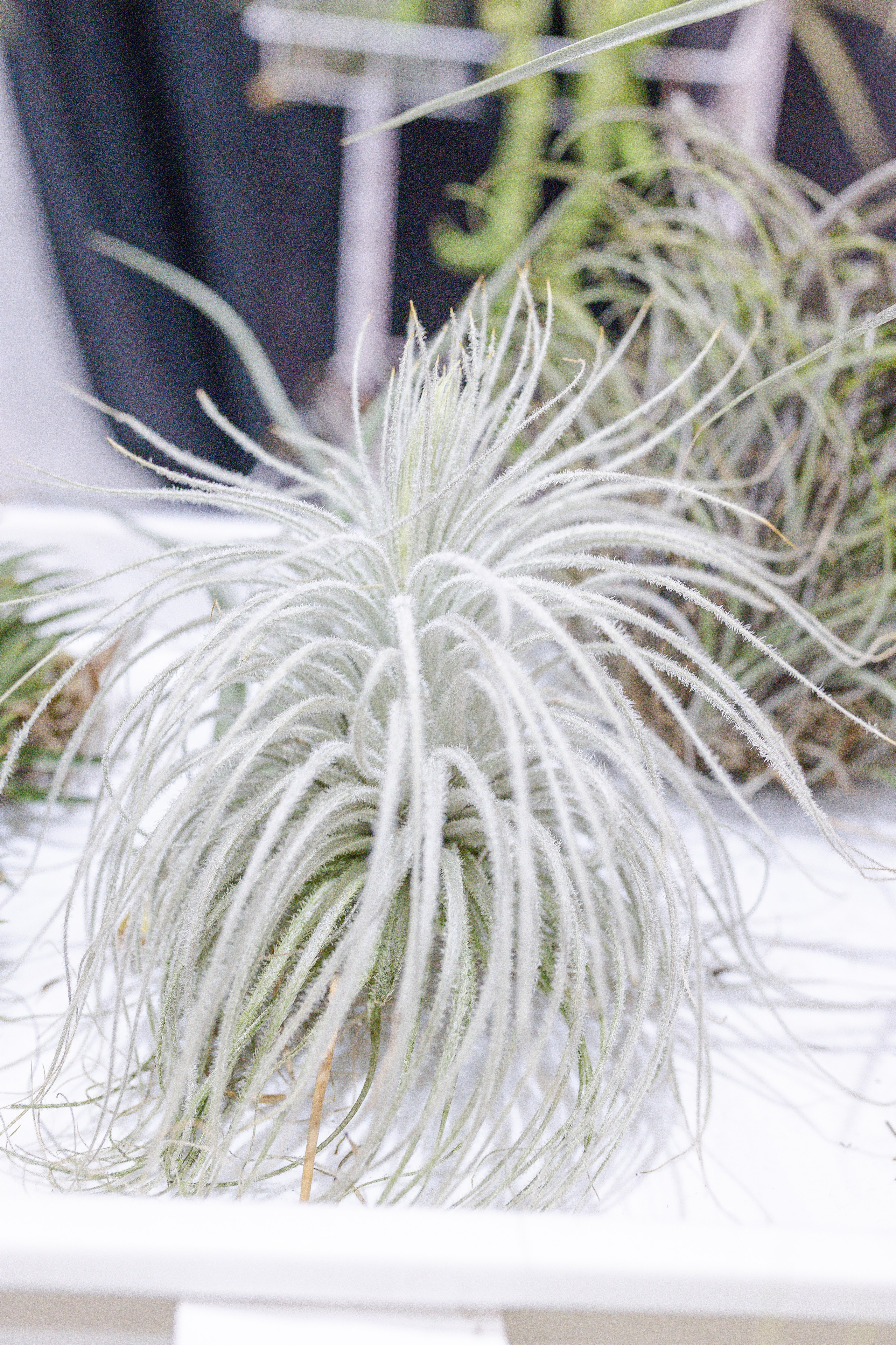 Орхидиум 12.2025. Александра Куликова фотограф, Москва