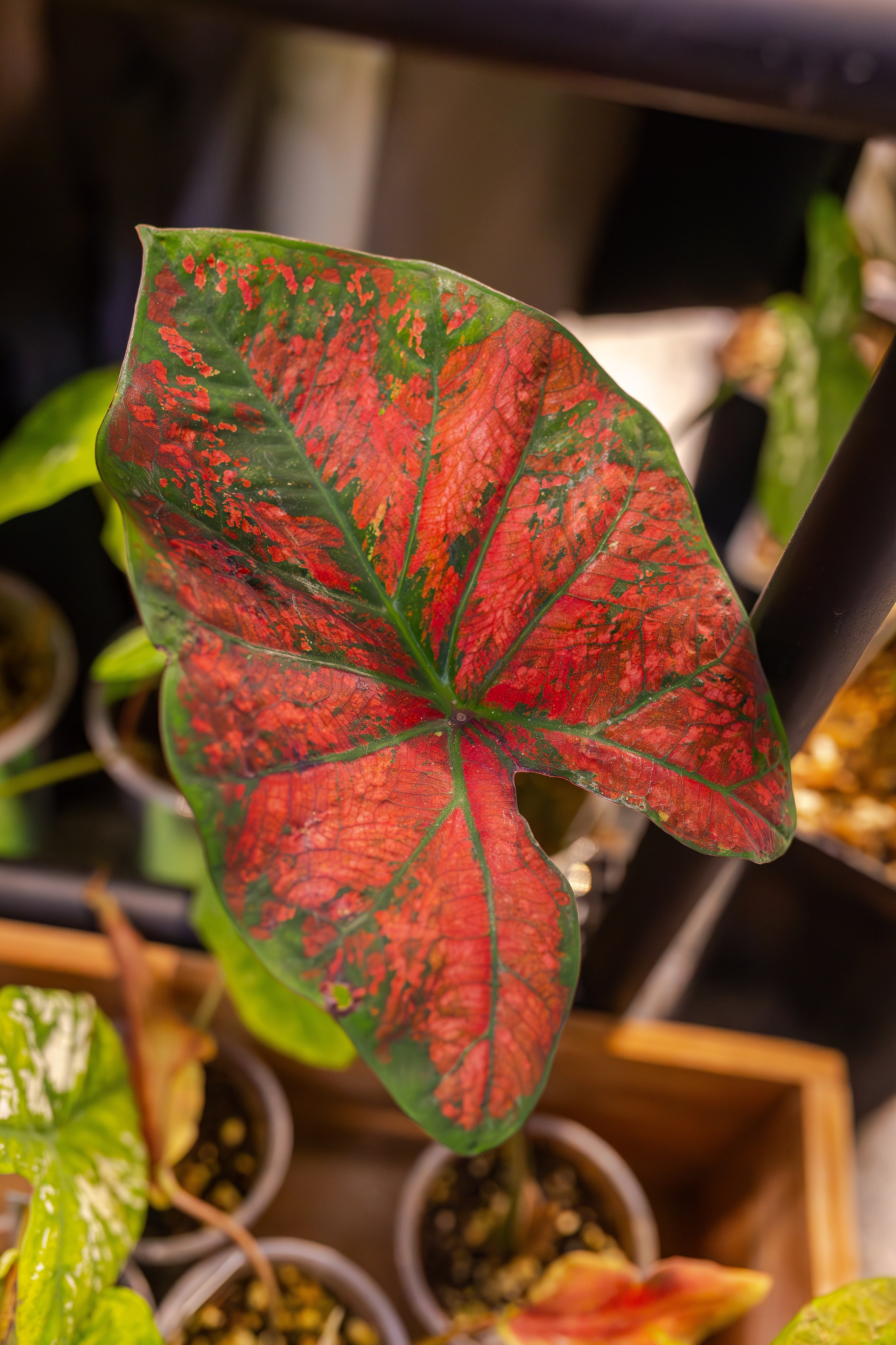 Монстериум апрель 2026. Александра Куликова фотограф, Москва