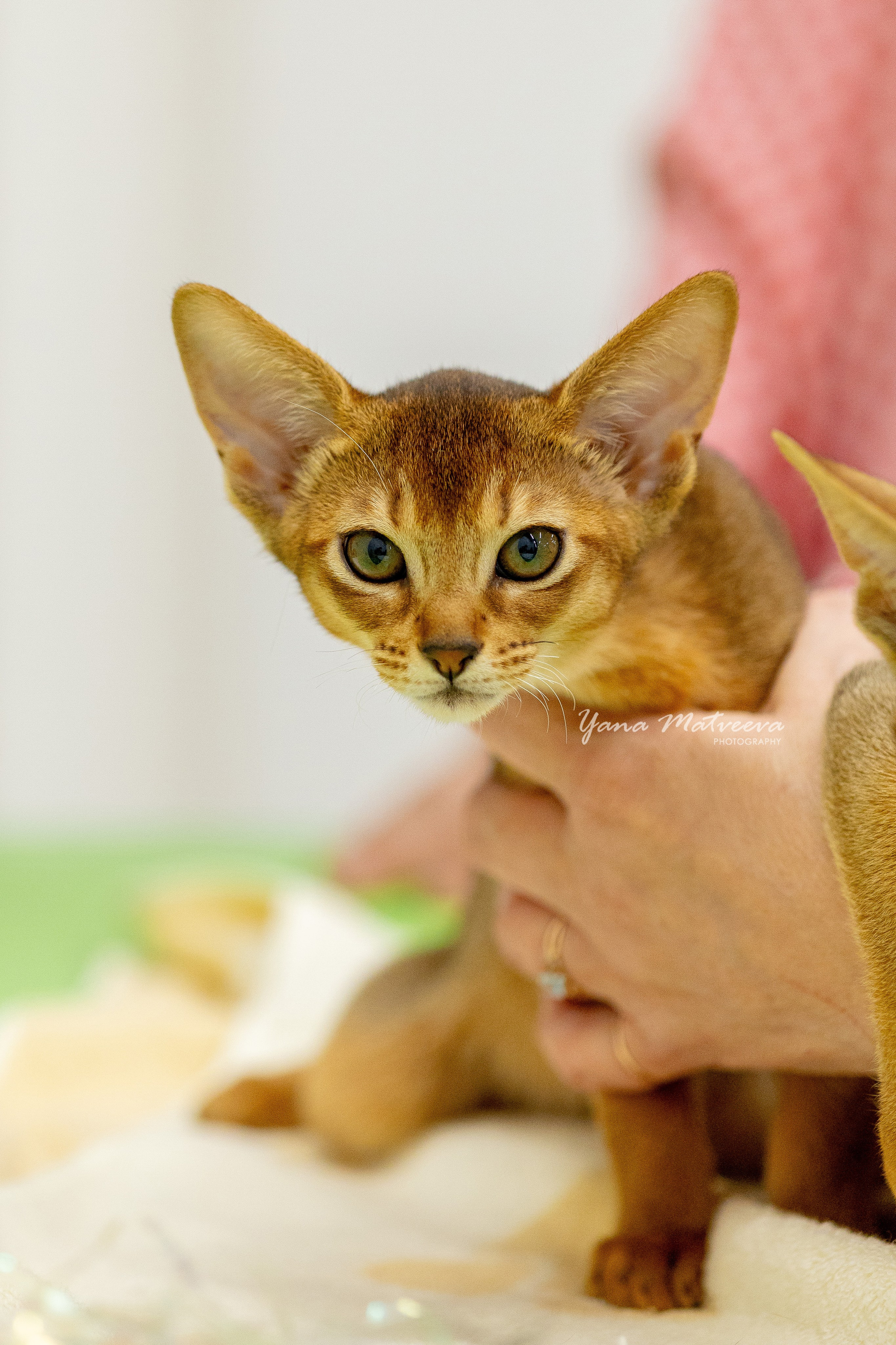 Кошки. Фотограф Яна Матвеева в Ижевске