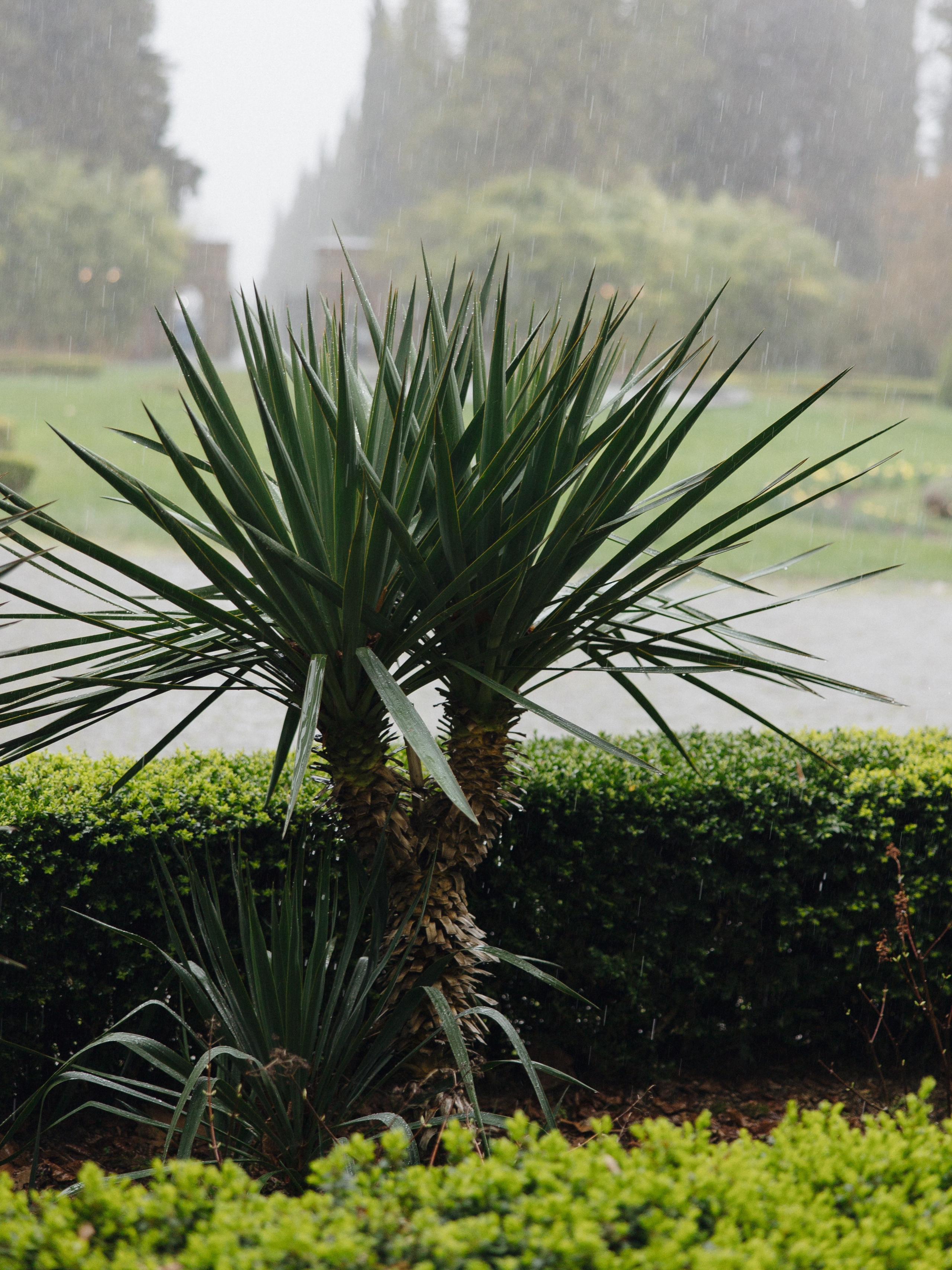 Яна и Максим. Свадебный фотограф Курск Максим Ноздрачев