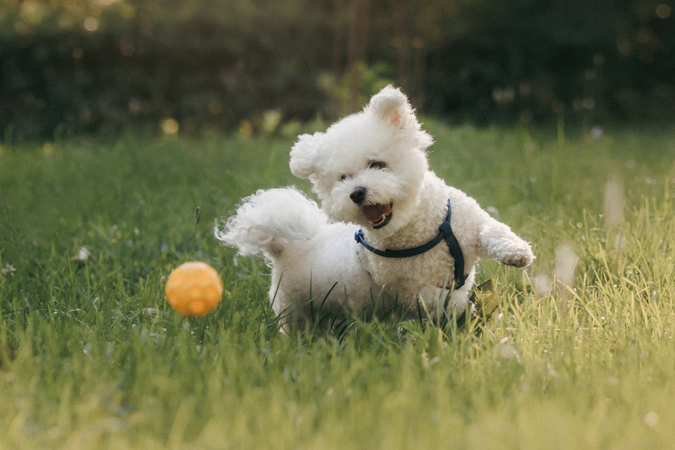 Марина, Данил и Бруно. Фотограф-анималист Елена Радченко, Москва