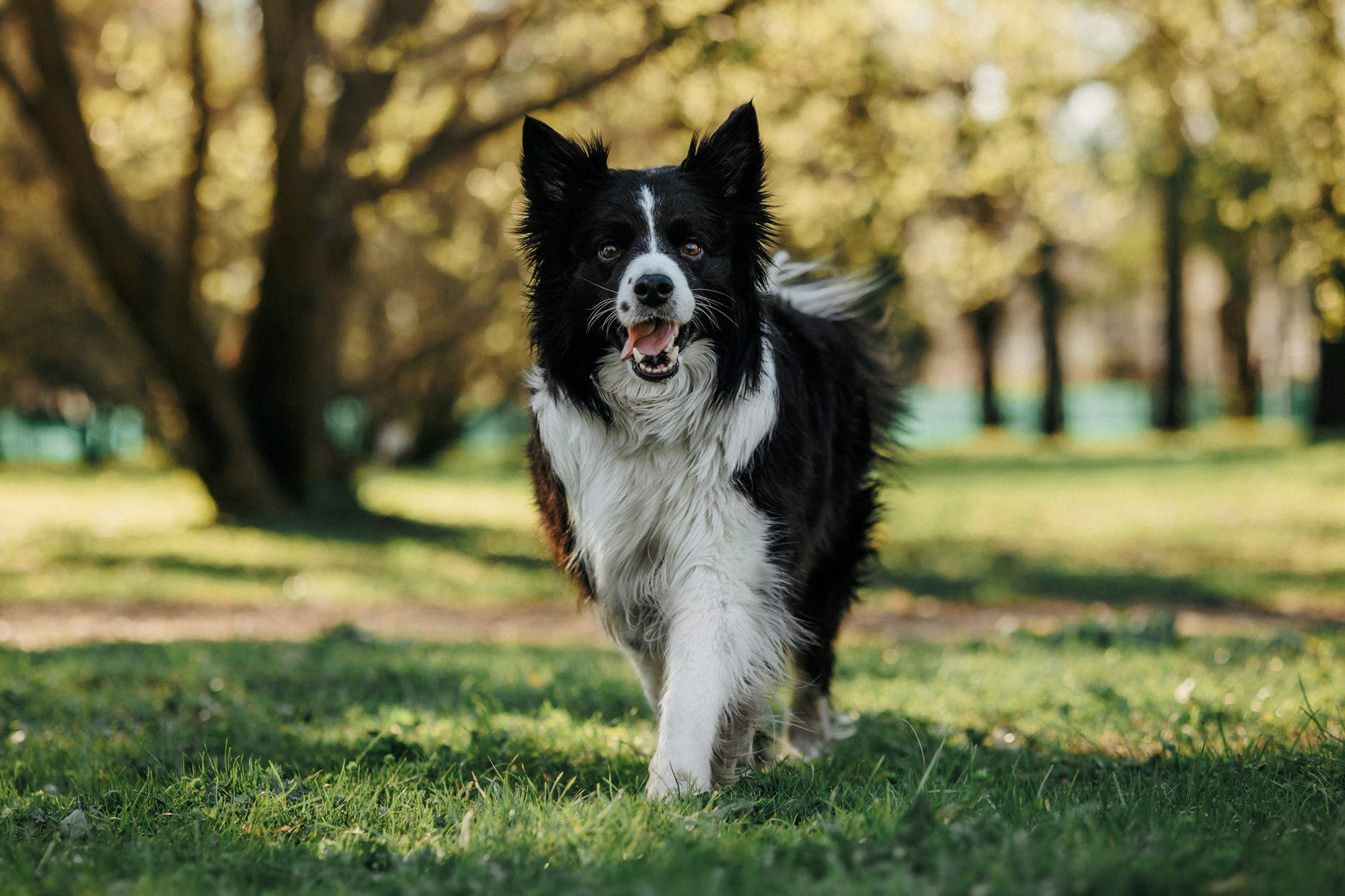 Аня и Иден. Фотограф-анималист Елена Радченко, Москва