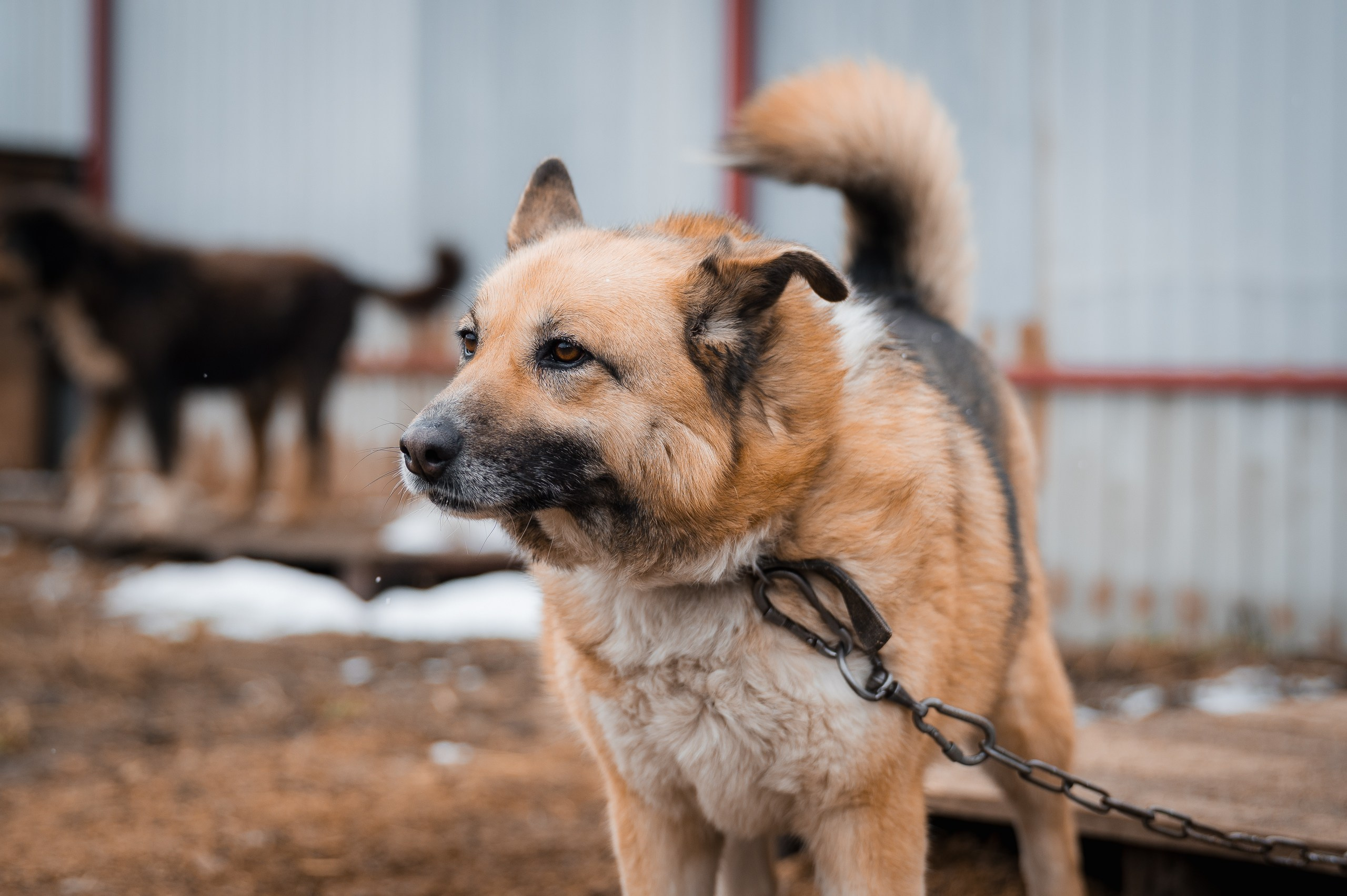 Герда. Улыбка собаки — спасение и пристройство бездомных собак
