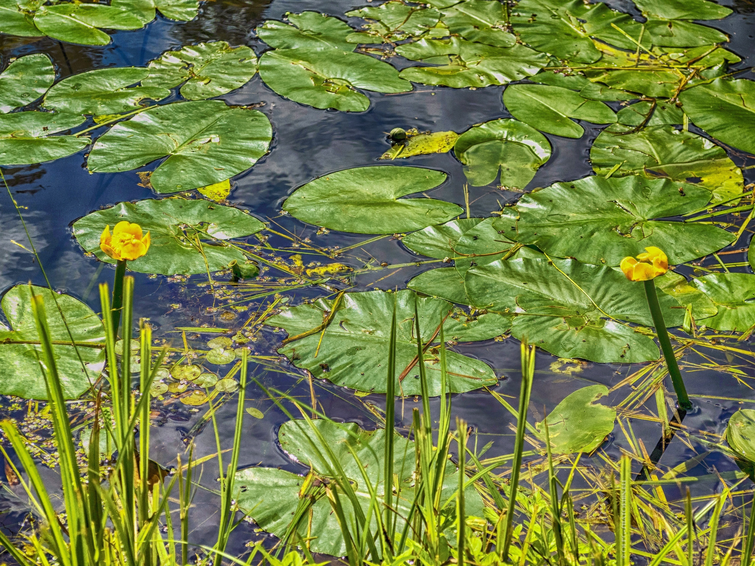 Пейзажи. Свадебный фотограф Олег Шатохин  Москва и Московской область