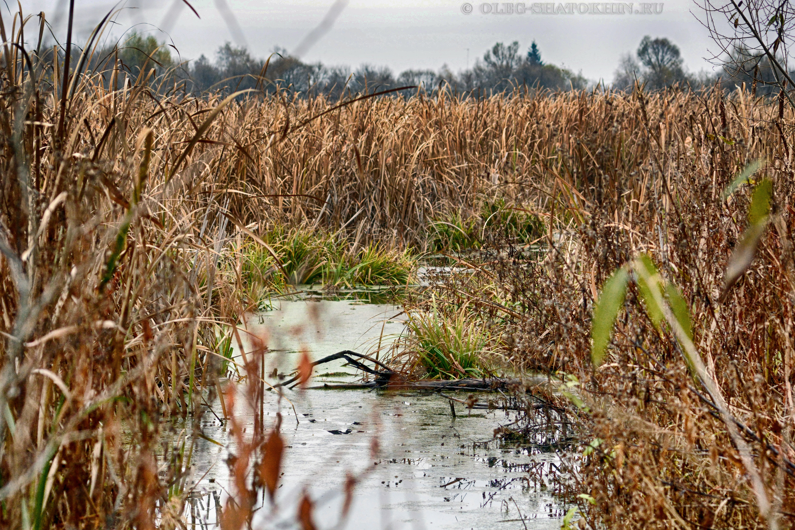Пейзажи. Свадебный фотограф Олег Шатохин  Москва и Московской область