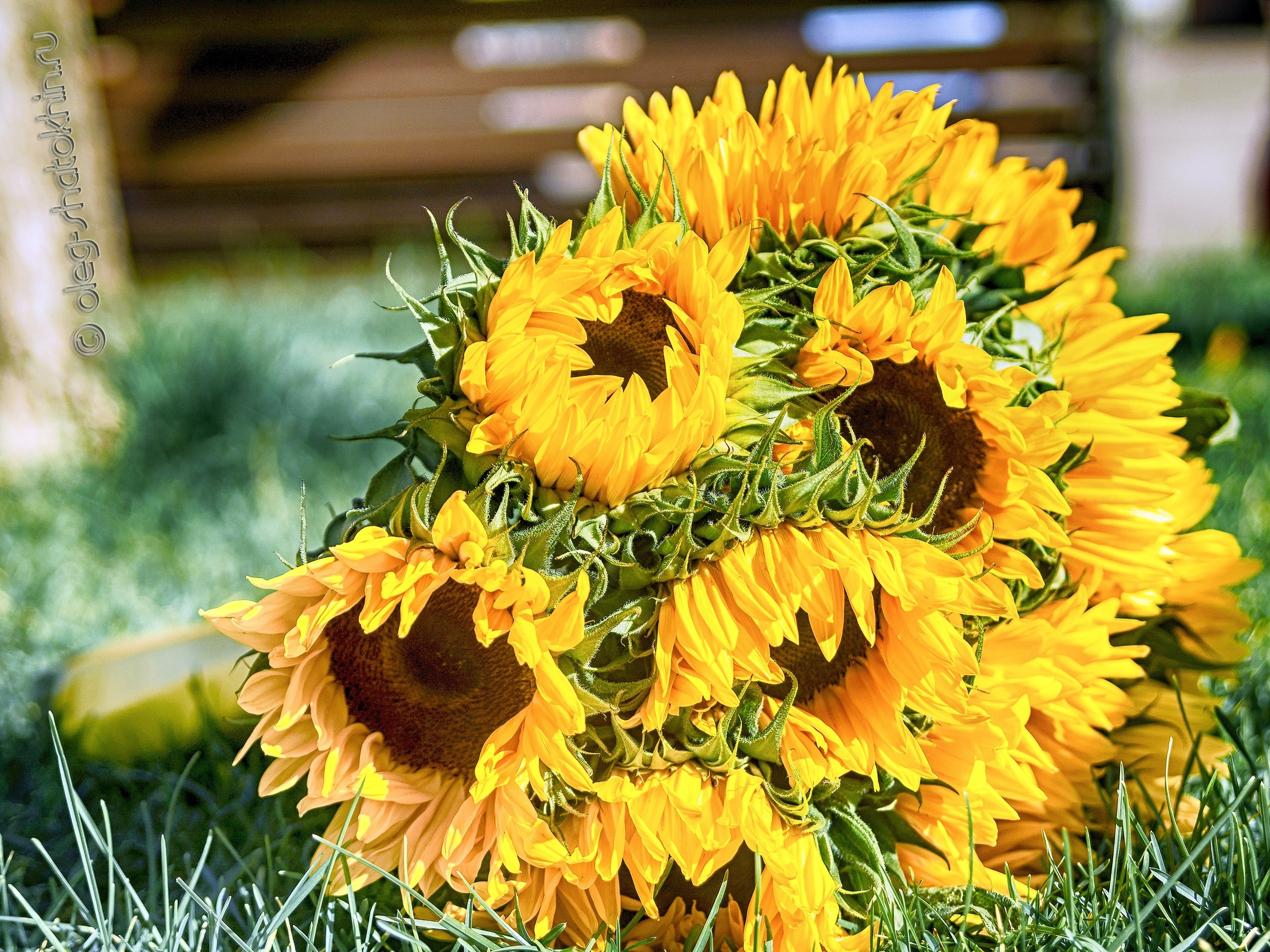 Пейзажи. Свадебный фотограф Олег Шатохин  Москва и Московской область