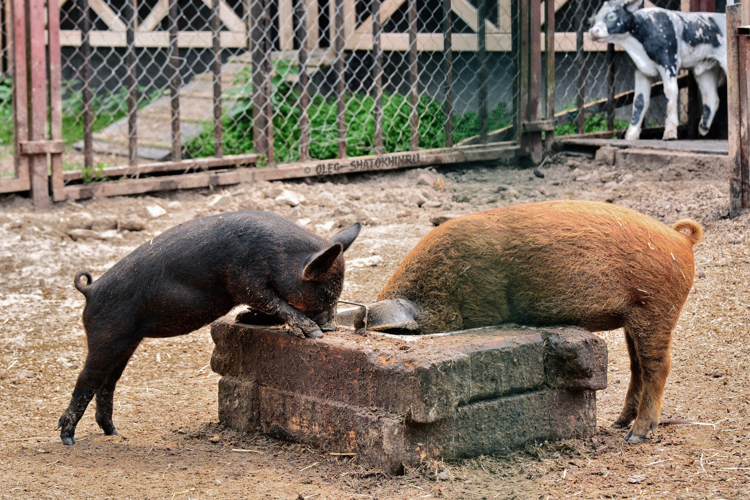 Пейзажи. Свадебный фотограф Олег Шатохин  Москва и Московской область