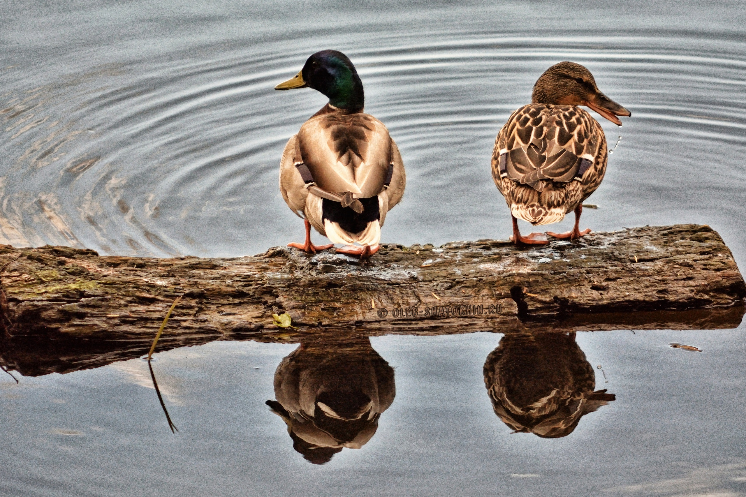 Пейзажи. Свадебный фотограф Олег Шатохин  Москва и Московской область