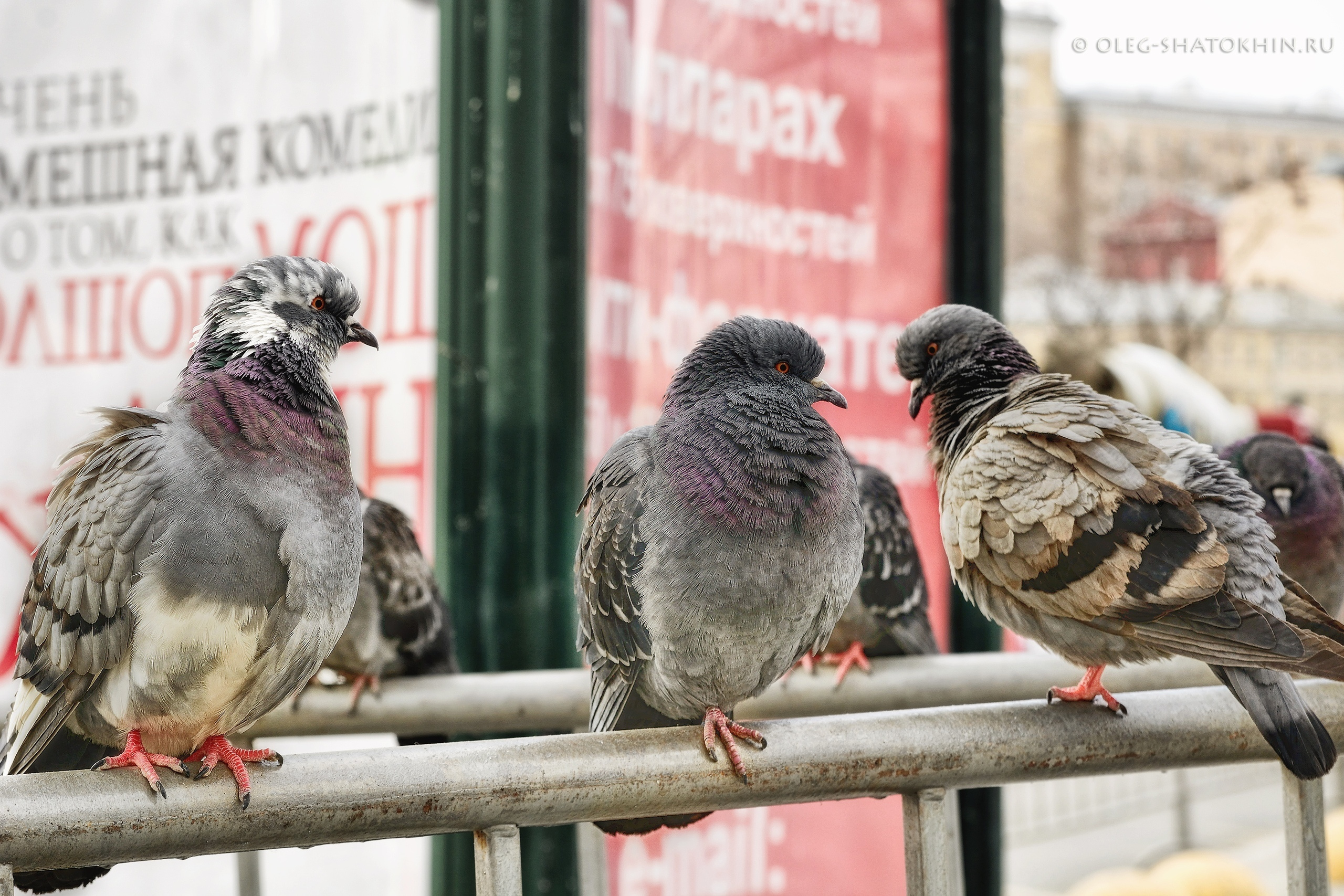 Пейзажи. Свадебный фотограф Олег Шатохин  Москва и Московской область