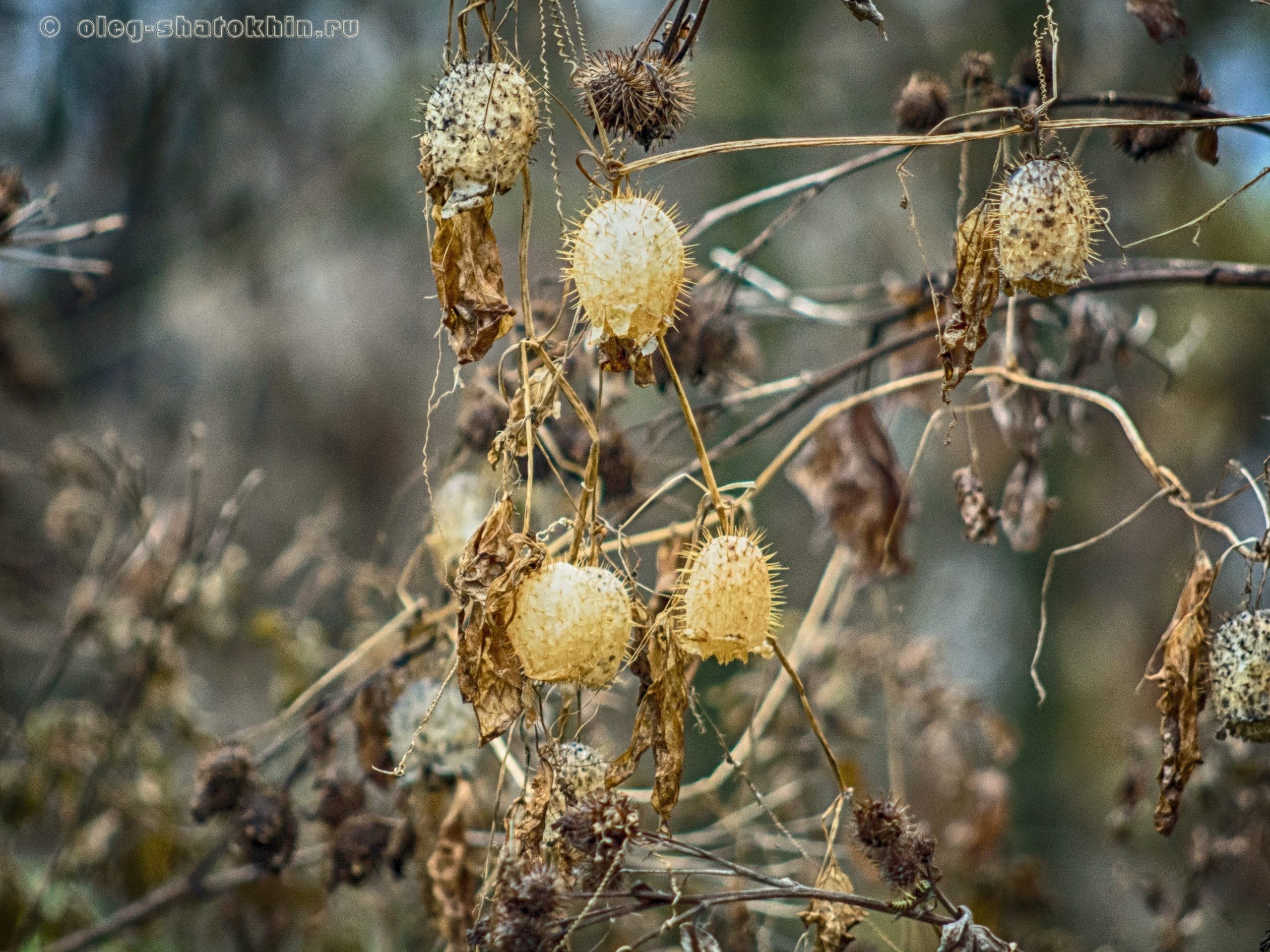 Пейзажи. Свадебный фотограф Олег Шатохин  Москва и Московской область