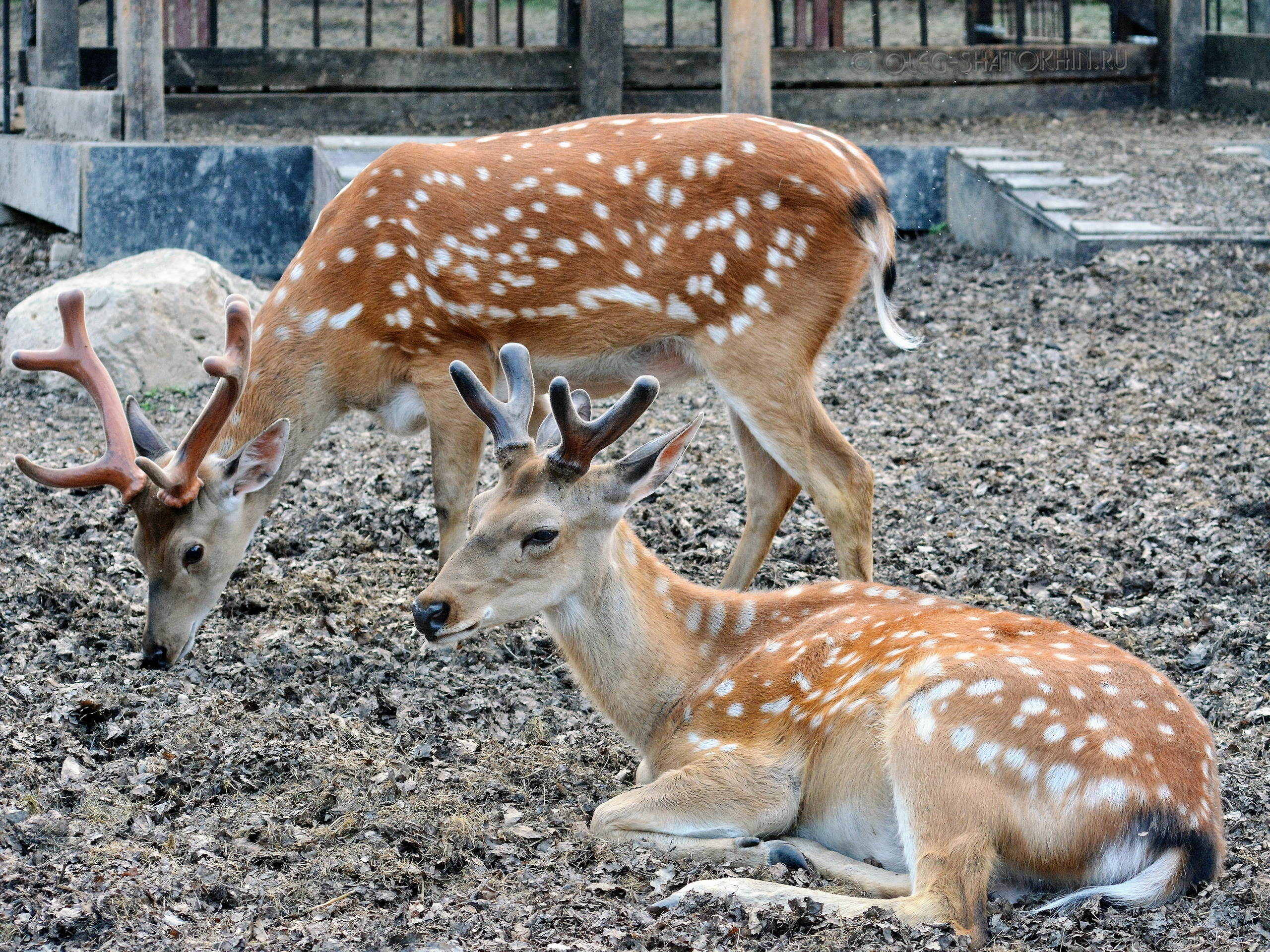 Пейзажи. Свадебный фотограф Олег Шатохин  Москва и Московской область
