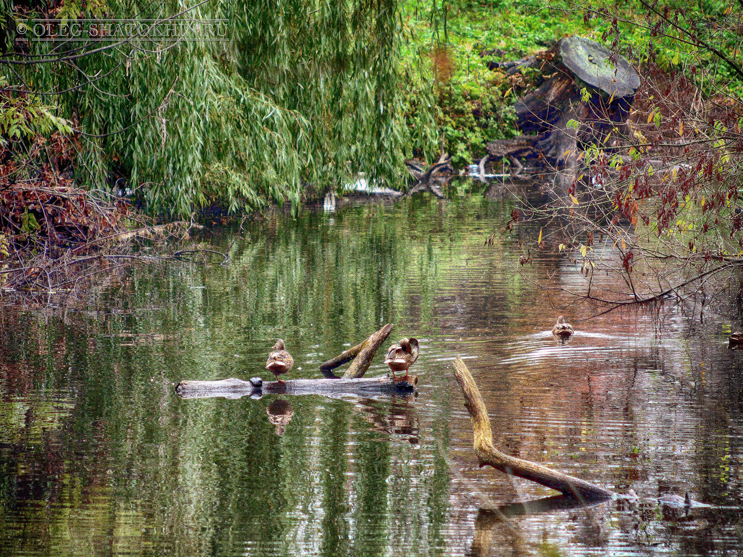 Пейзажи. Свадебный фотограф Олег Шатохин  Москва и Московской область