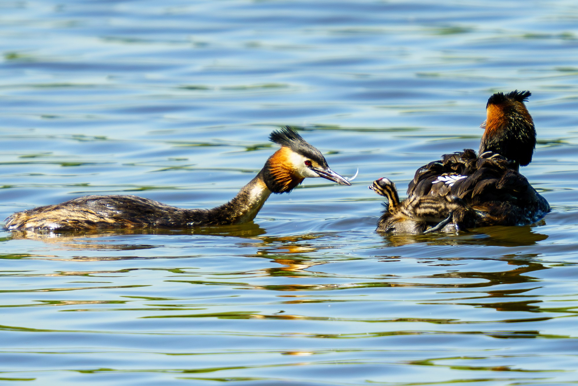 Удивительные мир птиц. Вокруг нас столько прекрасного — присмотритесь!. Ваш личный фотограф Марина Волкова