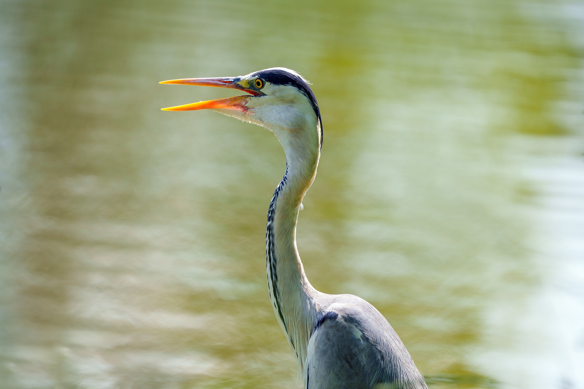 Удивительные мир птиц. Вокруг нас столько прекрасного — присмотритесь!. Ваш личный фотограф Марина Волкова