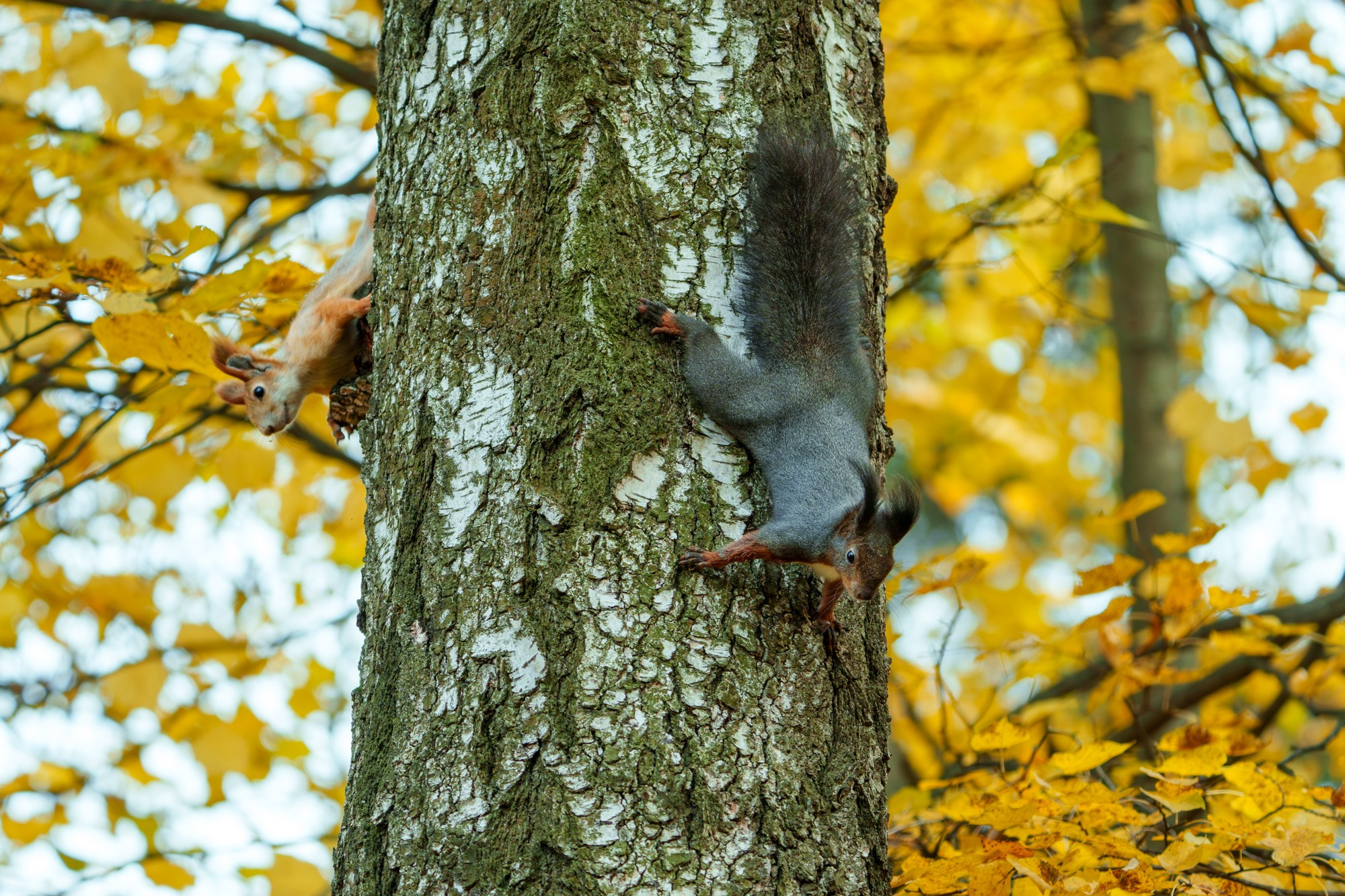 Животные. Ваш личный фотограф Марина Волкова