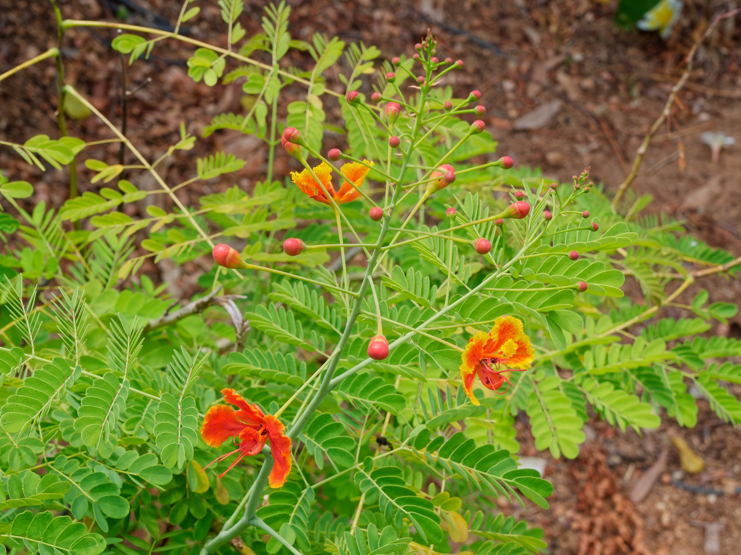 Хайнань 2026, флора, цветы и деревья. Фотопрогулки по Миру