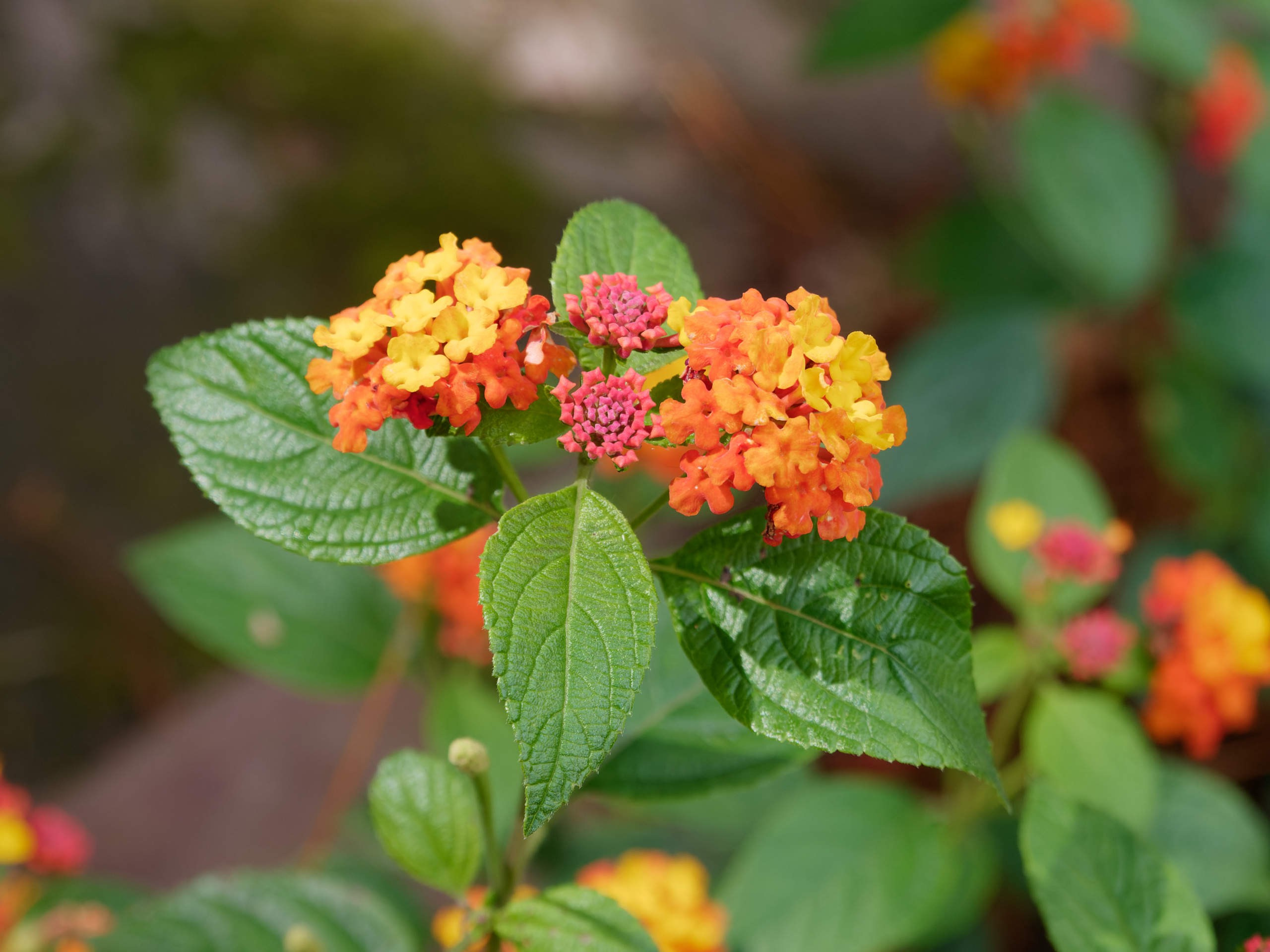 Далат 2023. Избранные фотографии