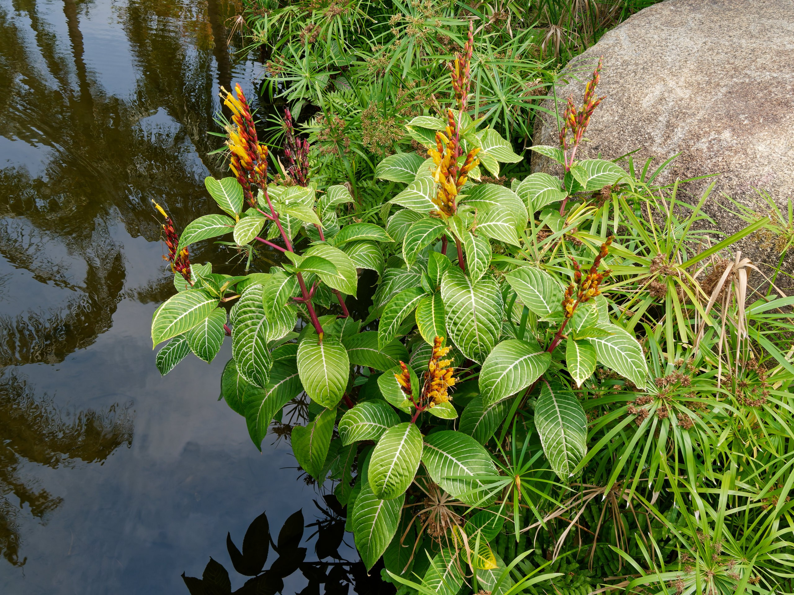 Хайнань 2026, флора, цветы и деревья. Фотопрогулки по Миру
