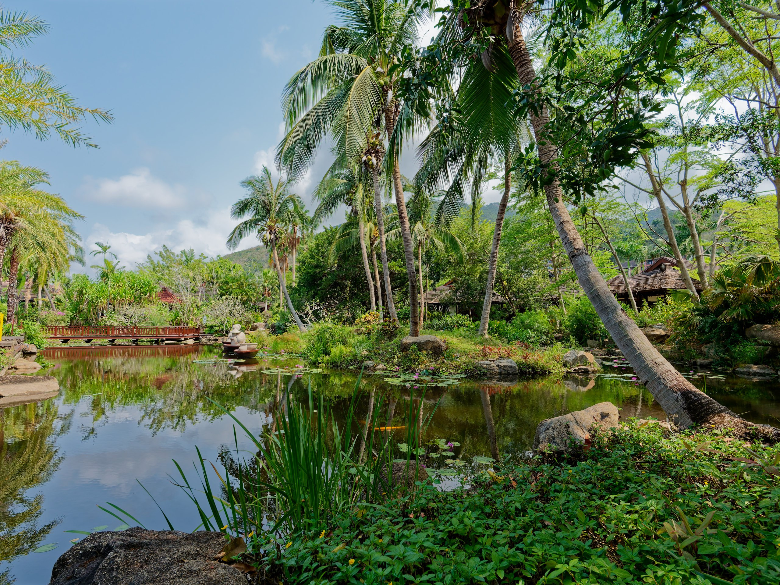 Хайнань 2026, флора, цветы и деревья. Фотопрогулки по Миру