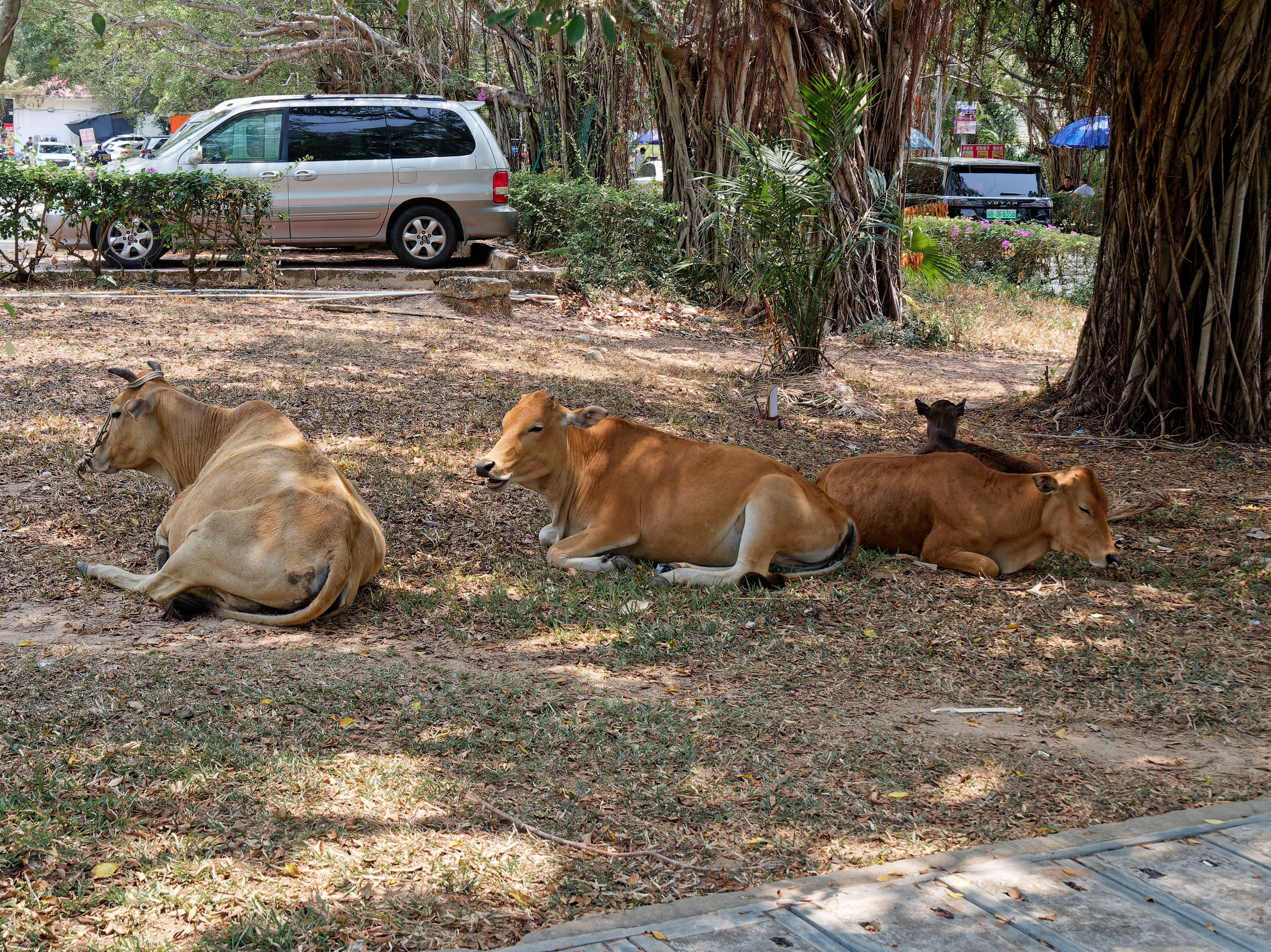 Хайнань 2026, «Food Street» ночная улица еды в Ялунване. Фотопрогулки по Миру