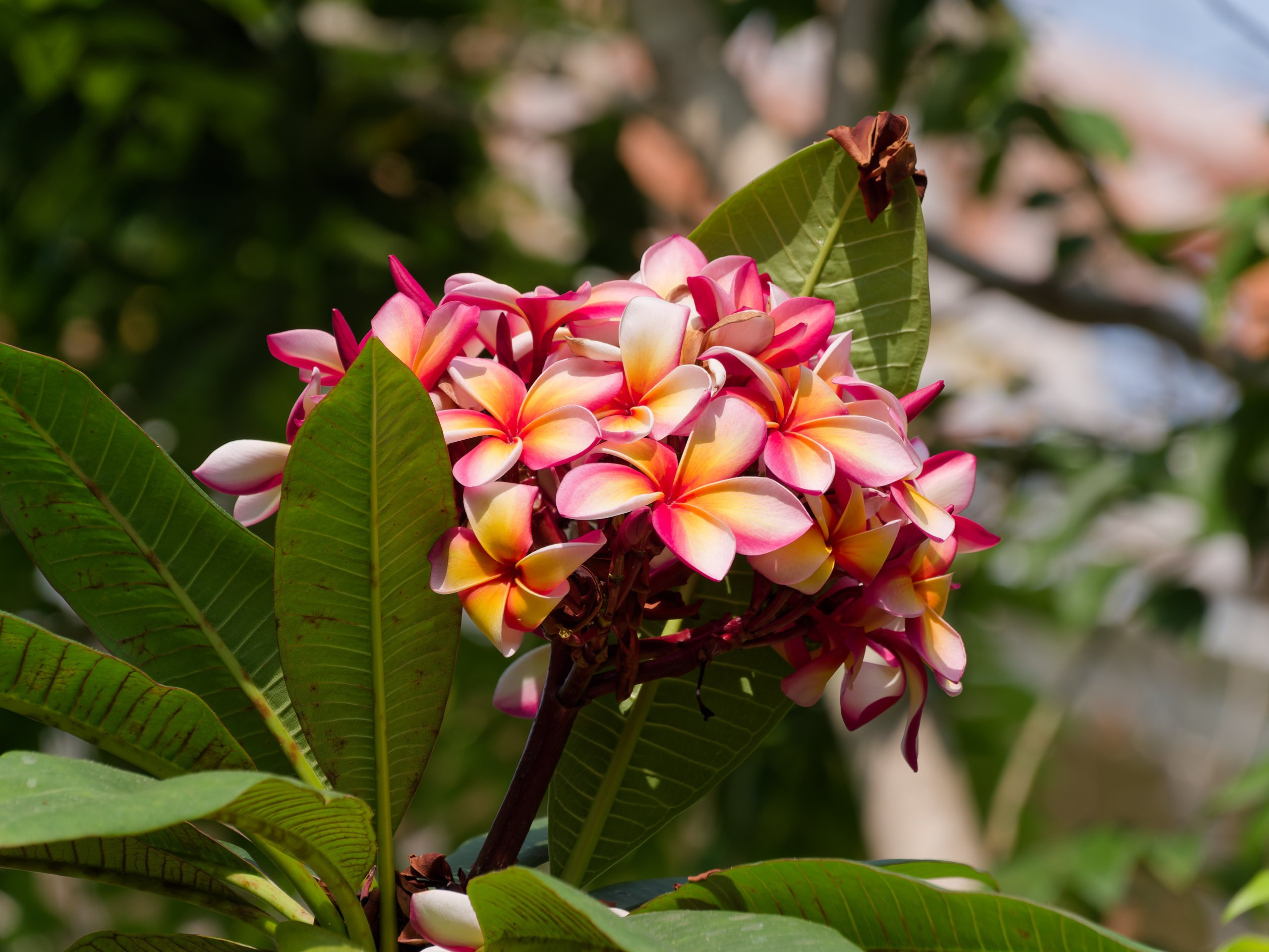 Хайнань 2026, флора, цветы и деревья. Фотопрогулки по Миру