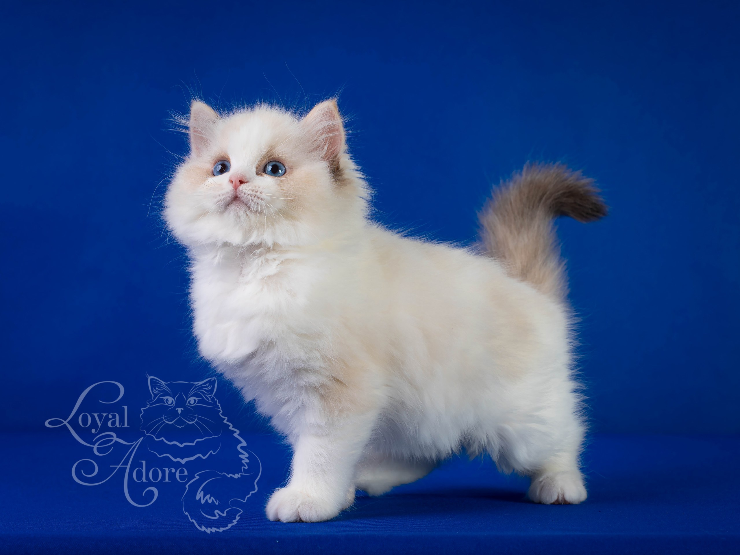 Кошки производители Loyal Adore. Питомник рэгдолл Loyal Adore