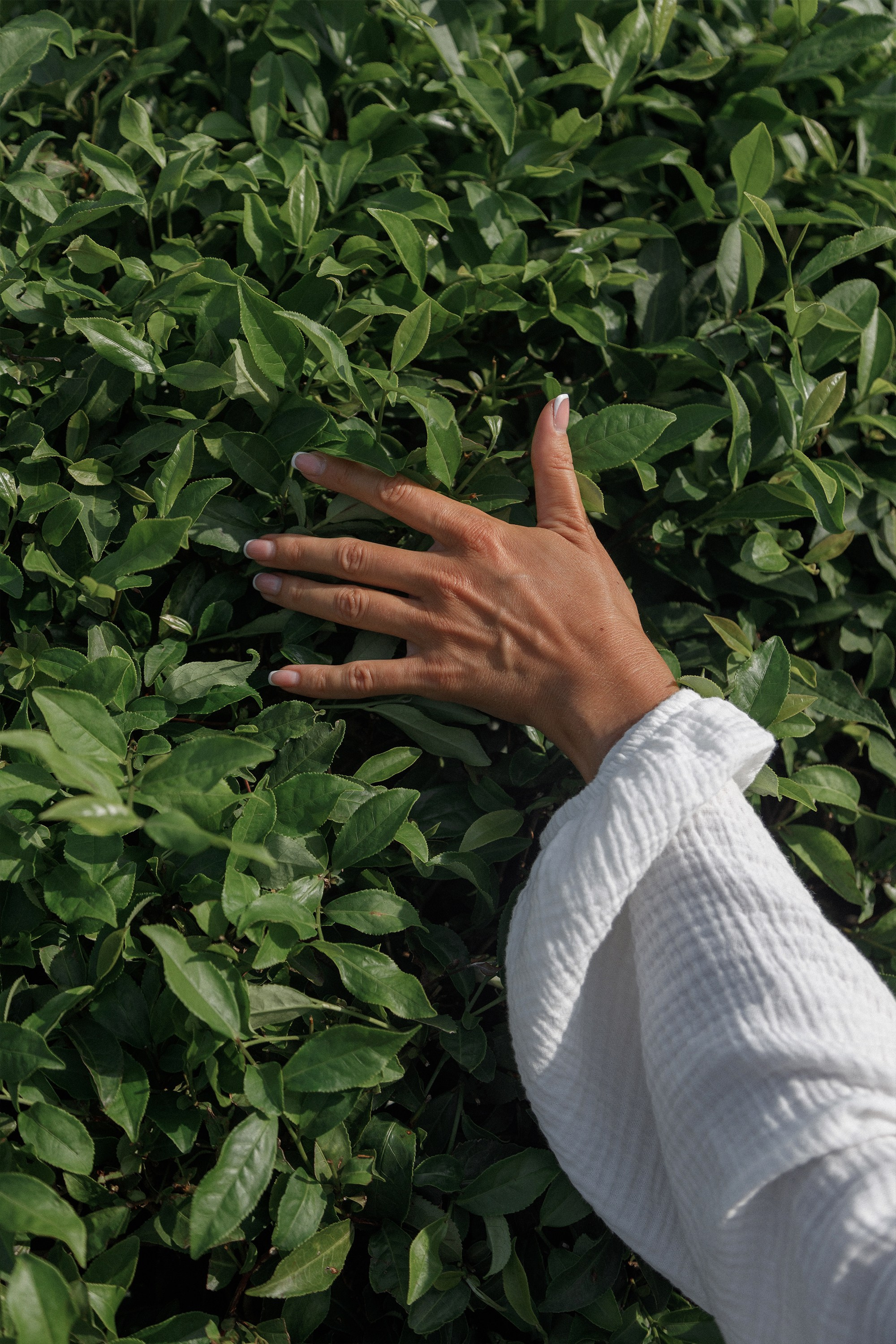 Портретная фотосессия в чайных плантациях