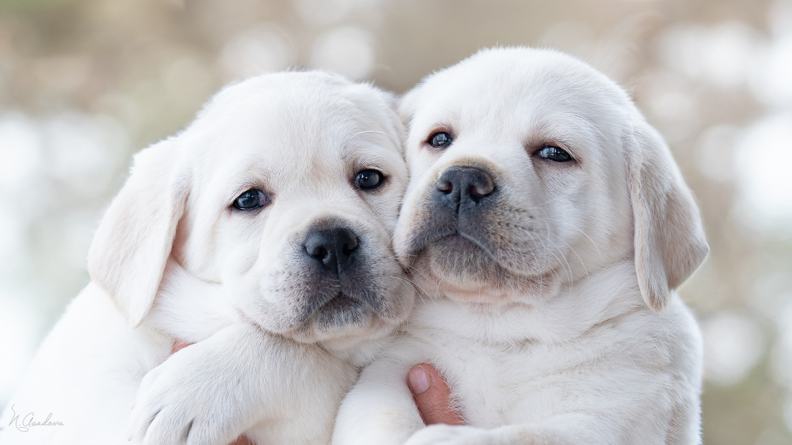 Лабрадоры Помет Ч. Фотограф-анималист Асадова