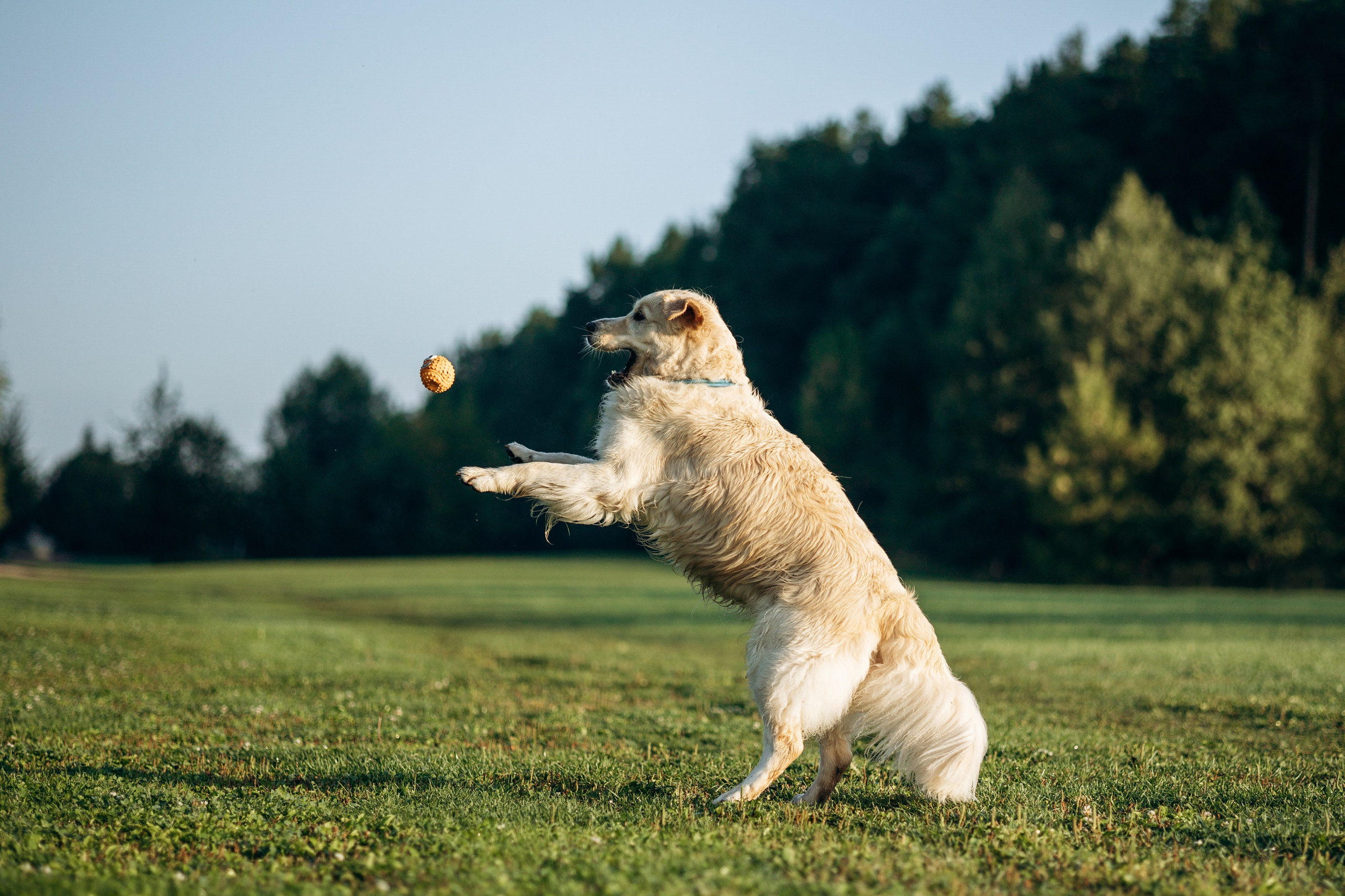Ирина и ее золотинки. Фотограф — Анималист | Санкт-Петербург