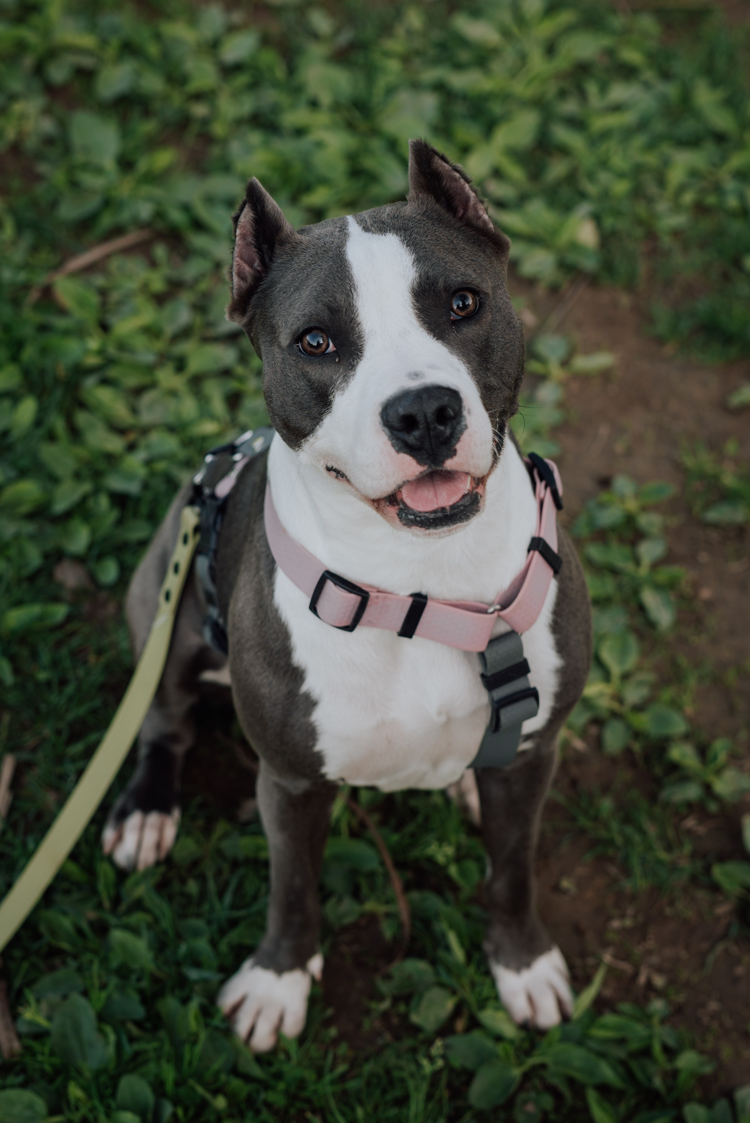 Фотовыходные с питомцами Мурино. Фотограф в Санкт-Петербурге и Ленинградской области