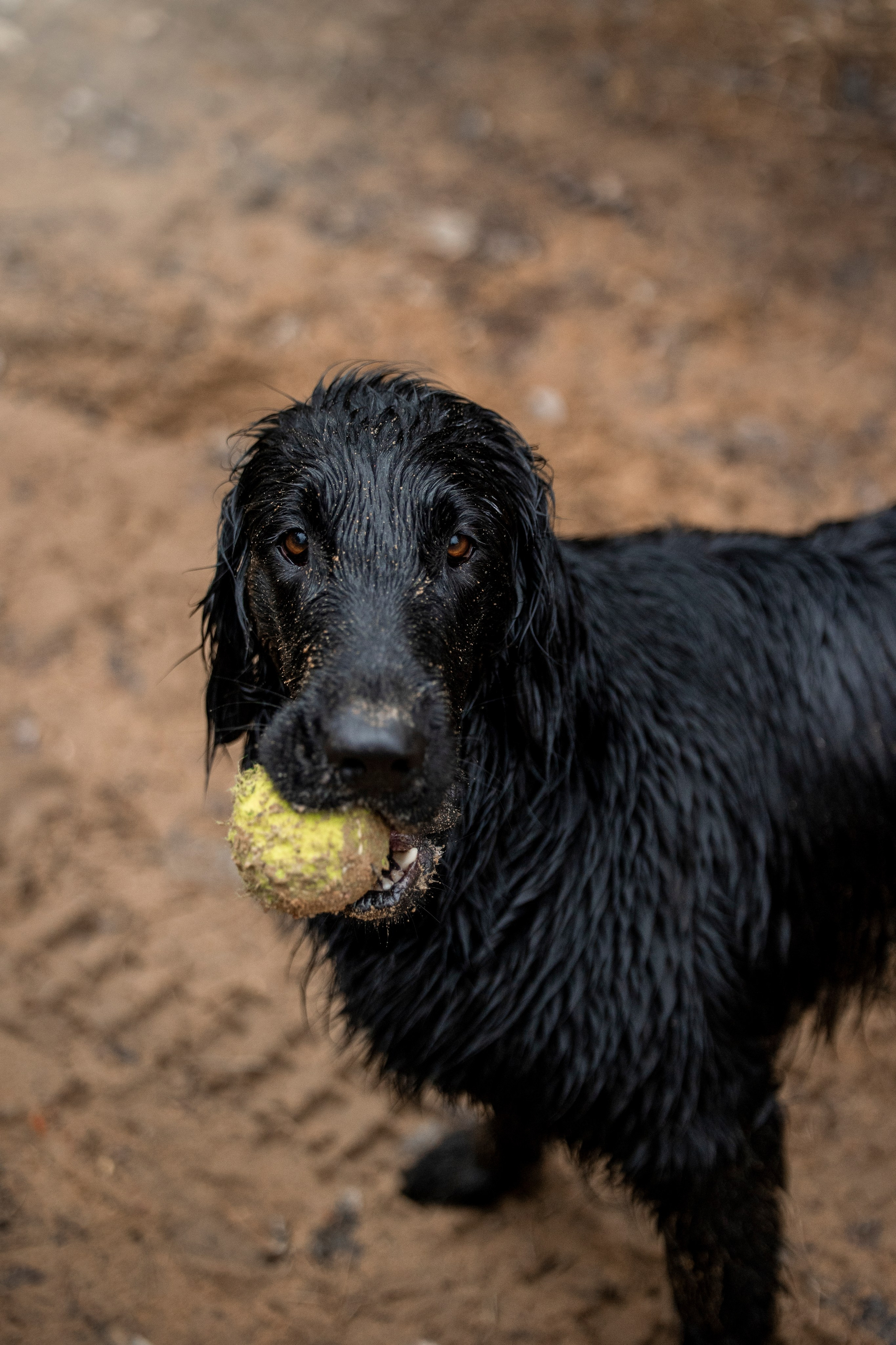 Ора, Ева, Рози и их семья. Фотограф — Анималист | Санкт-Петербург