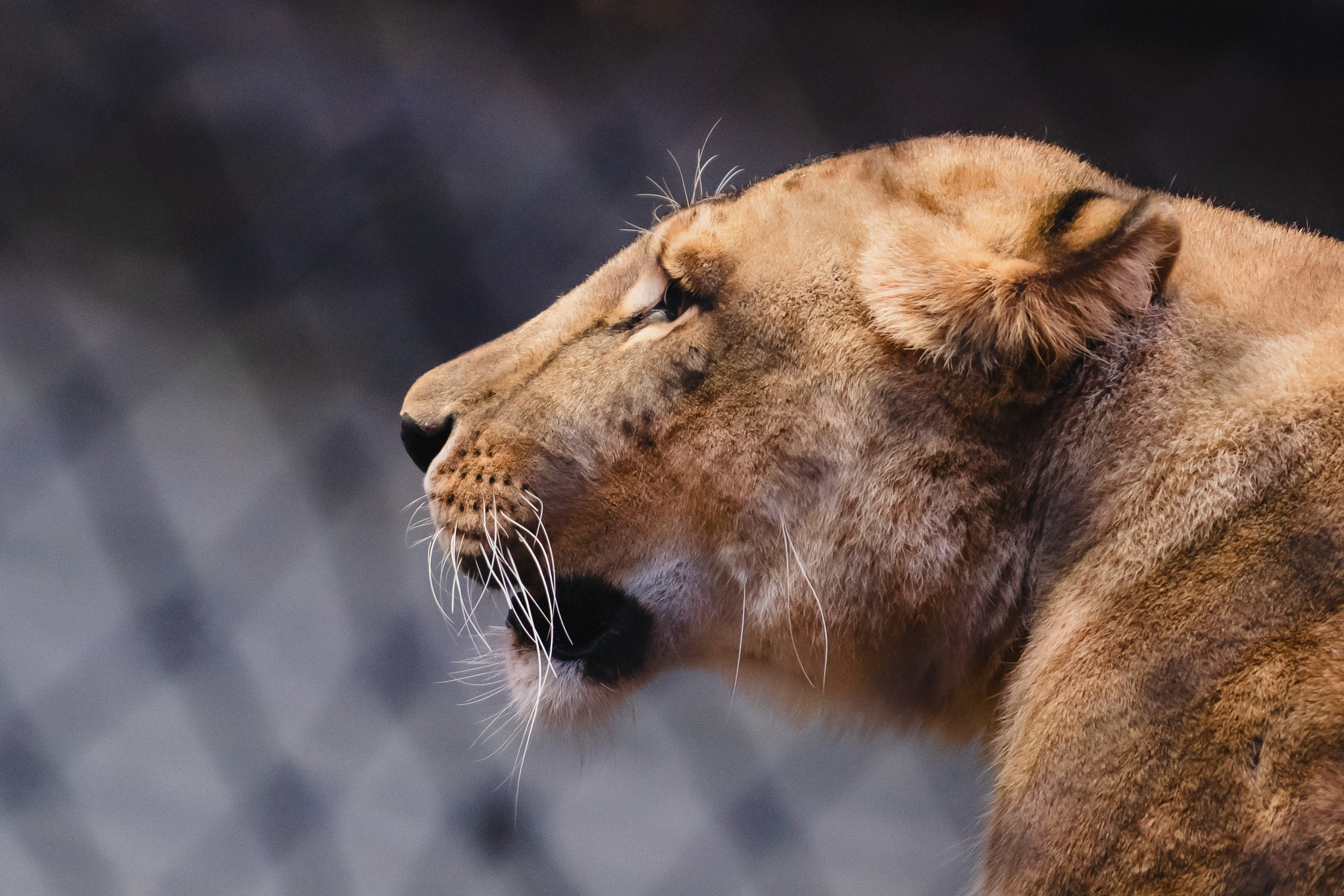 5 Континентов — Открытая репетиция. Воробьева Ксения — Спортивный и танцевальный фотограф Новосибирск