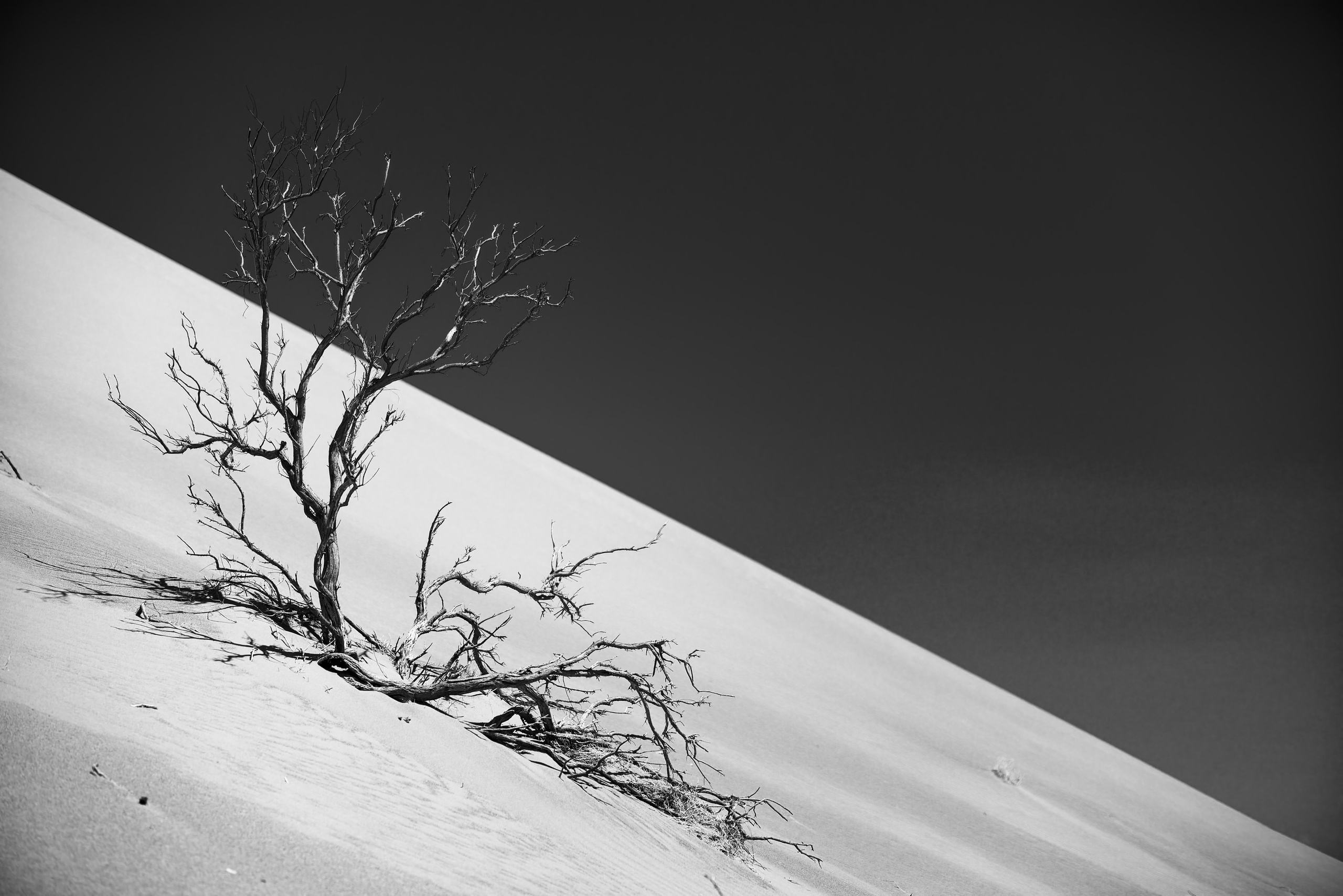 Засохший саксаул на склоне дюны на фоне неба в ЧБ