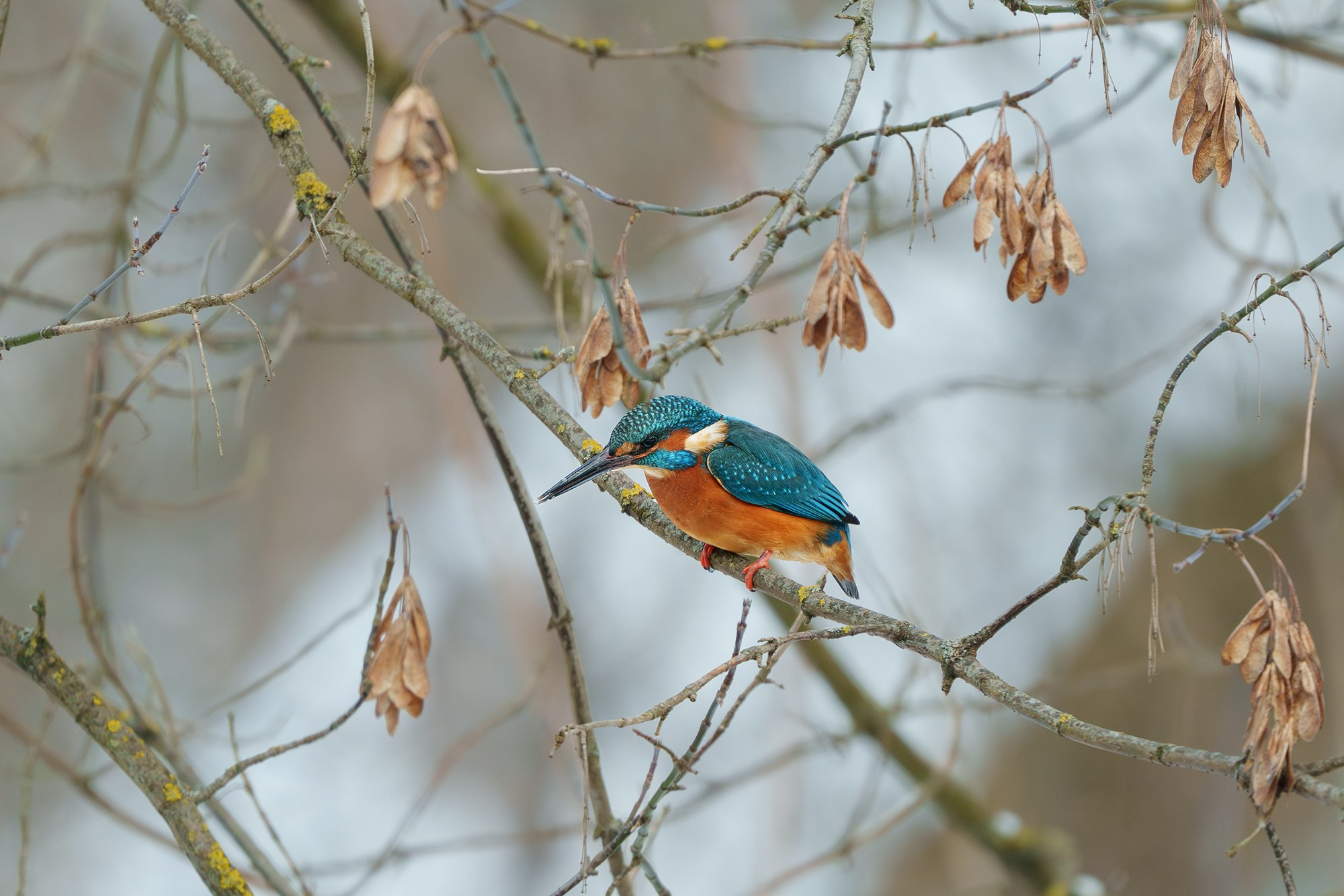 Удивительные мир птиц. Вокруг нас столько прекрасного — присмотритесь!. Ваш личный фотограф Марина Волкова