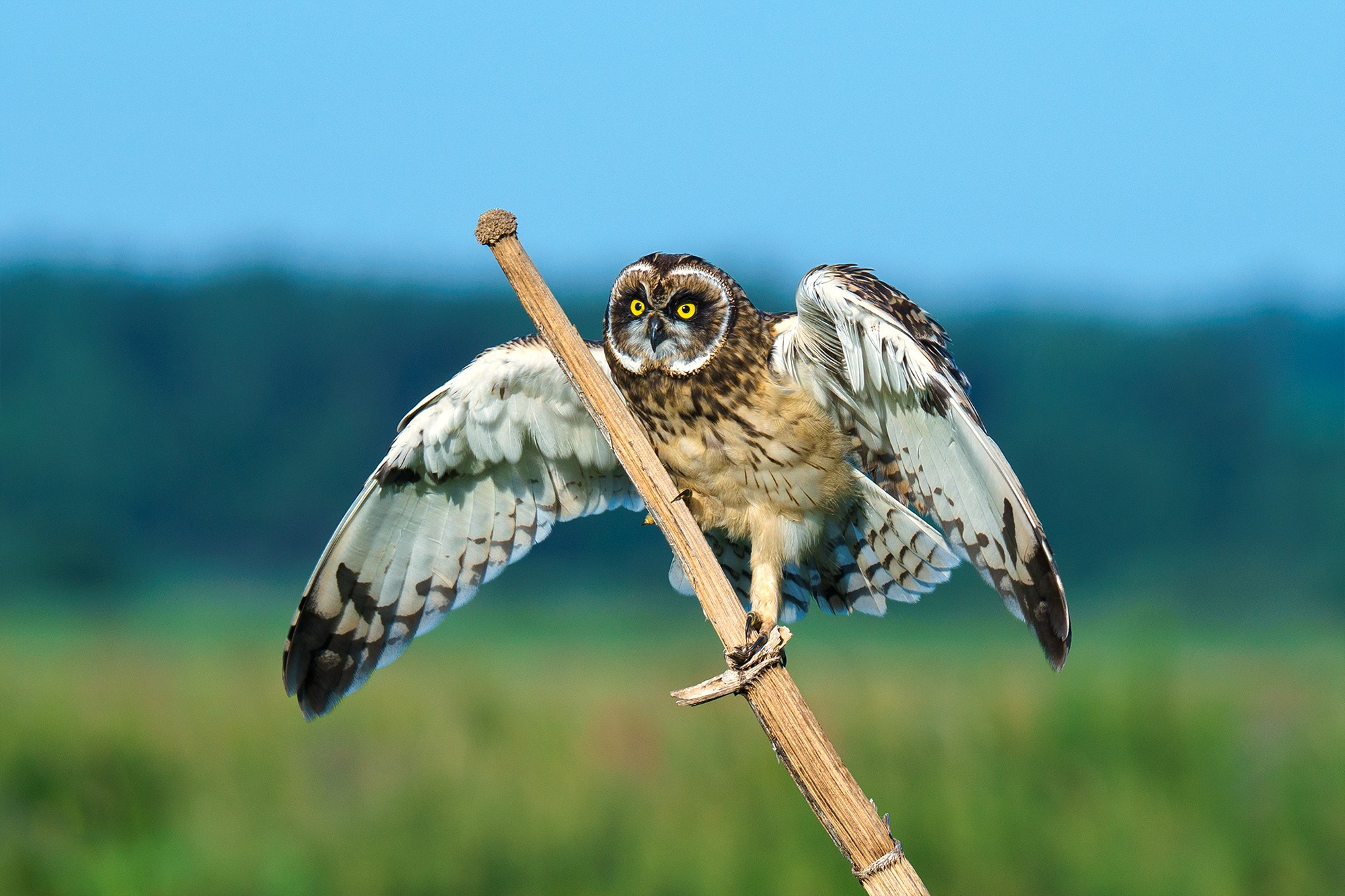 Удивительные мир птиц. Вокруг нас столько прекрасного — присмотритесь!. Ваш личный фотограф Марина Волкова