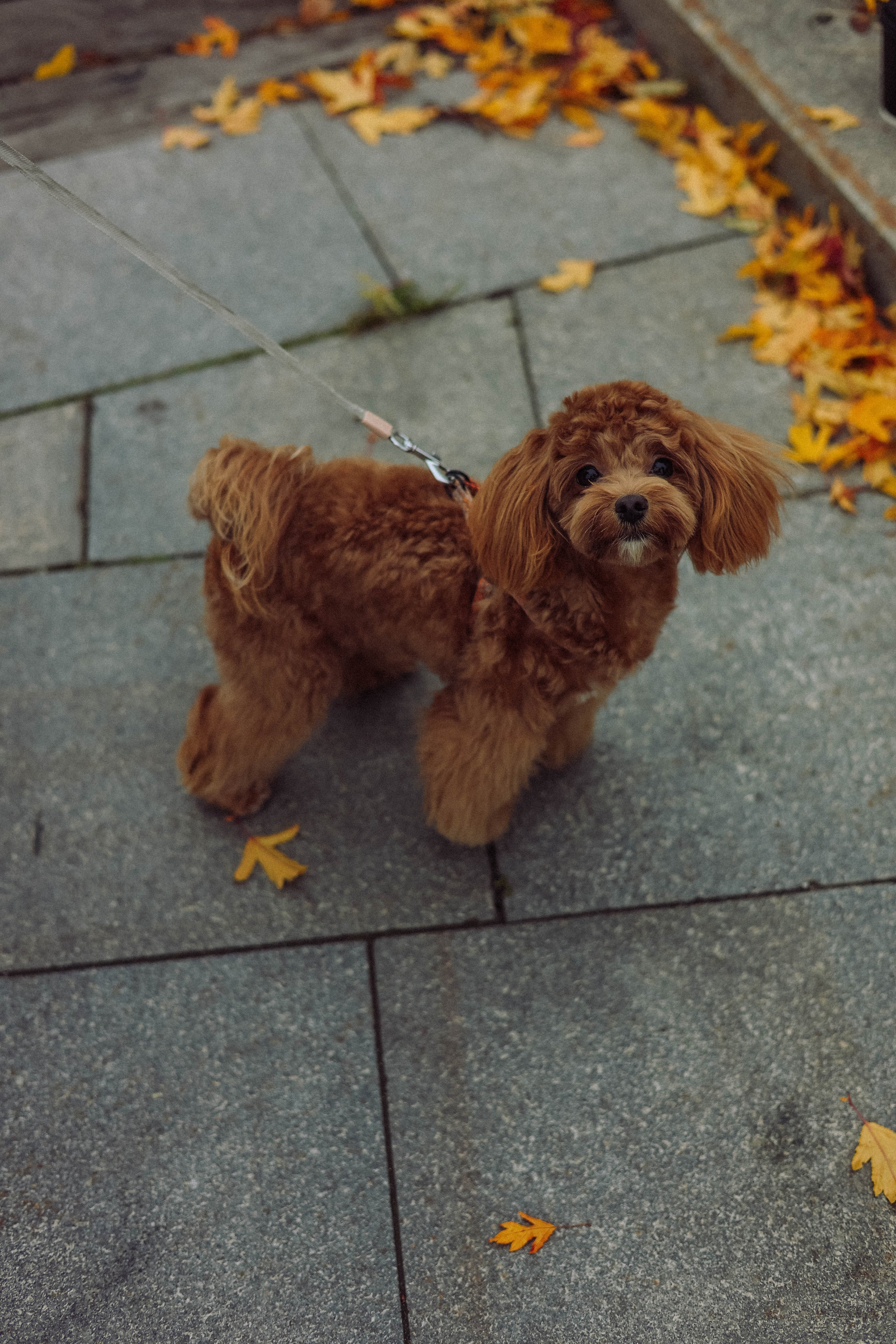 Кира. Фотограф в Москве Анастасия Калинина