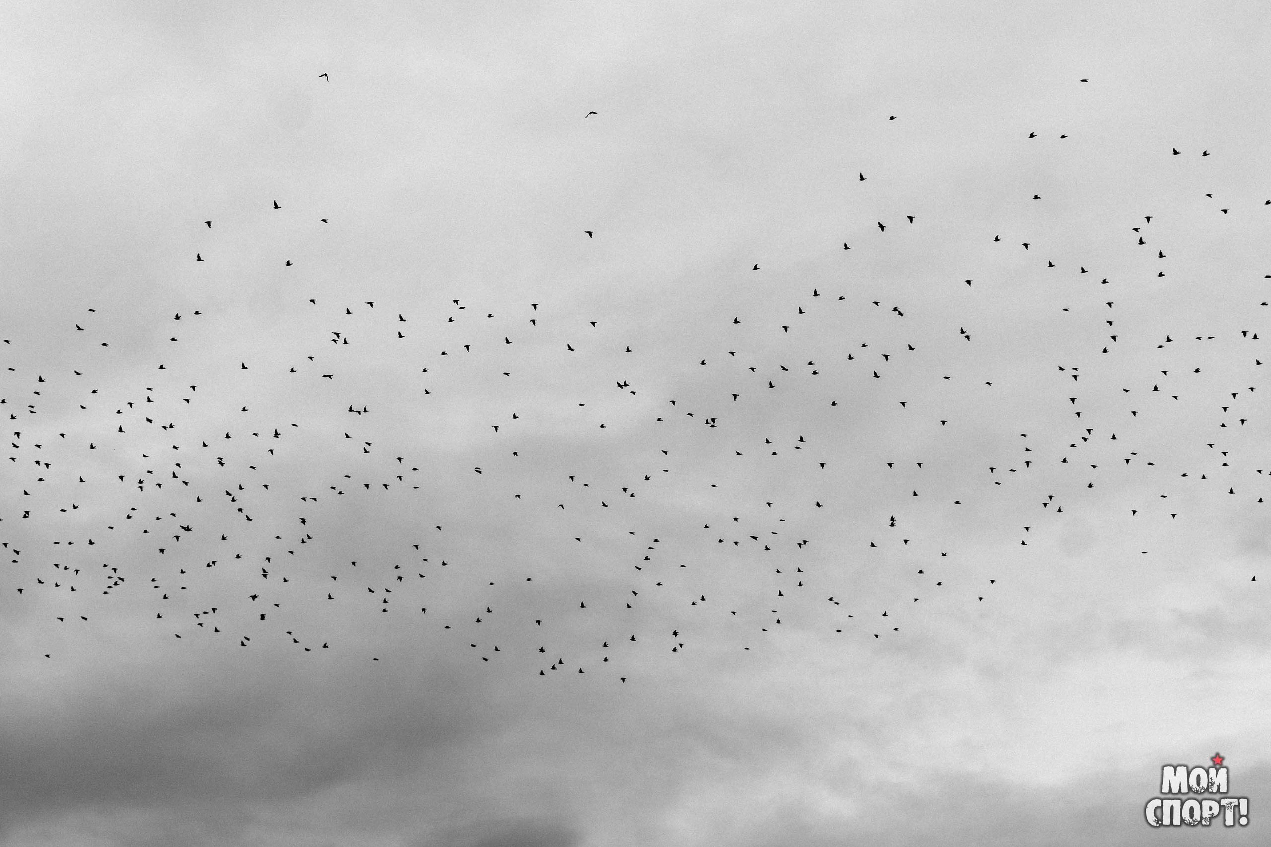 Игры Манчаары 2025. Таатта. Студия «Мой Спорт!» — все о спорте в Якутии