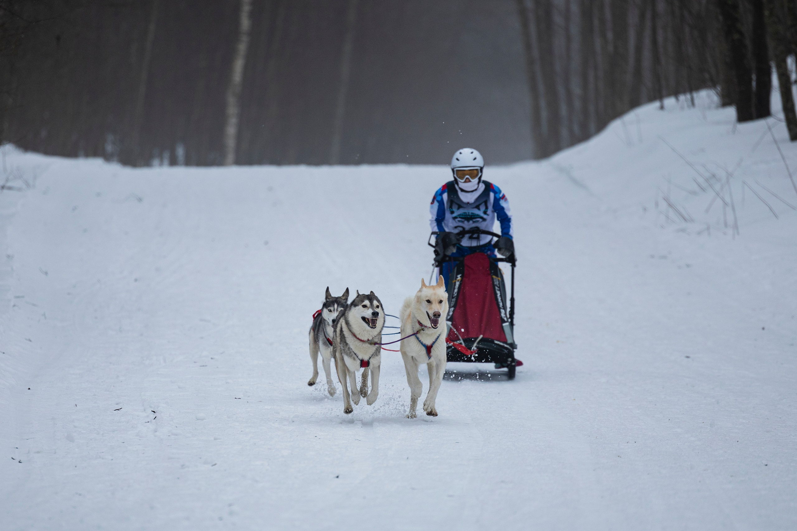 Зимний Чемпионат Санкт-Петербурга по ездовому спорту. Фотограф-анималист Анна Маринич