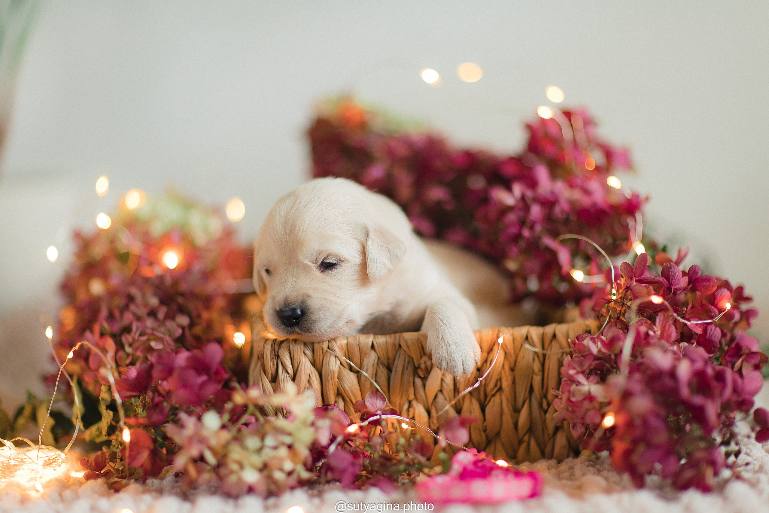 Розовый ошейник. Свадебный и женский фотограф
